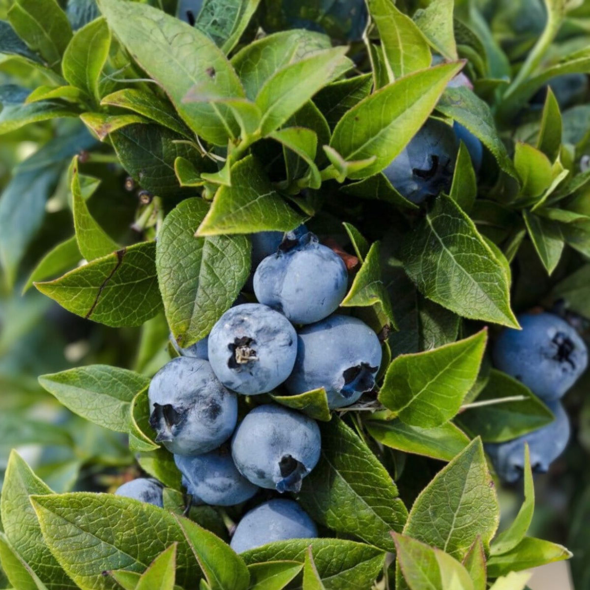 Dwarf Blueberry Bush Plant - 4-6" Top Hat Variety - Edible Fruit - Vaccinium angustifolium - Container Gardening Starter