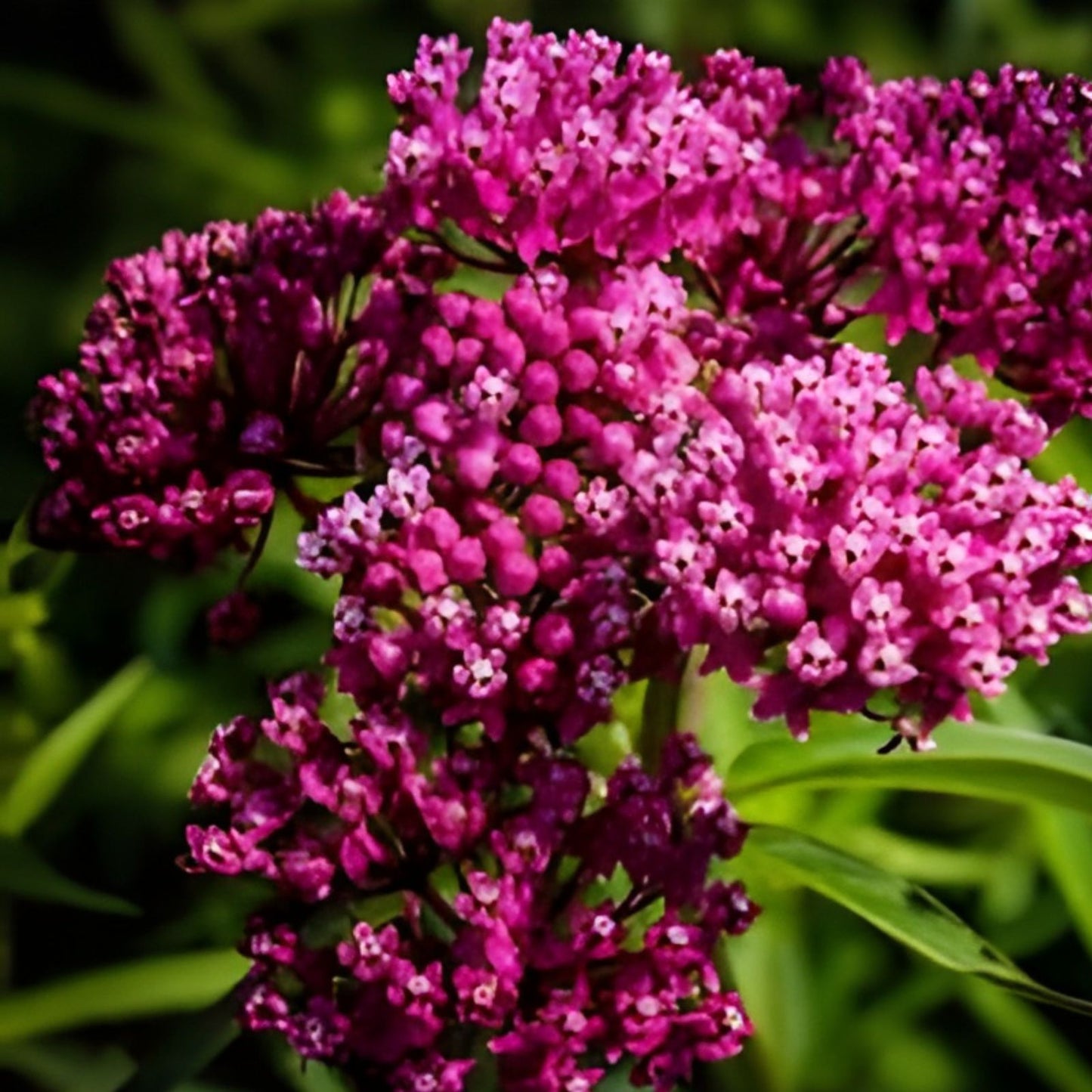 Swamp Milkweed Seeds 100 Count - Asclepias incarnata - Native Pollinator Plant - Green