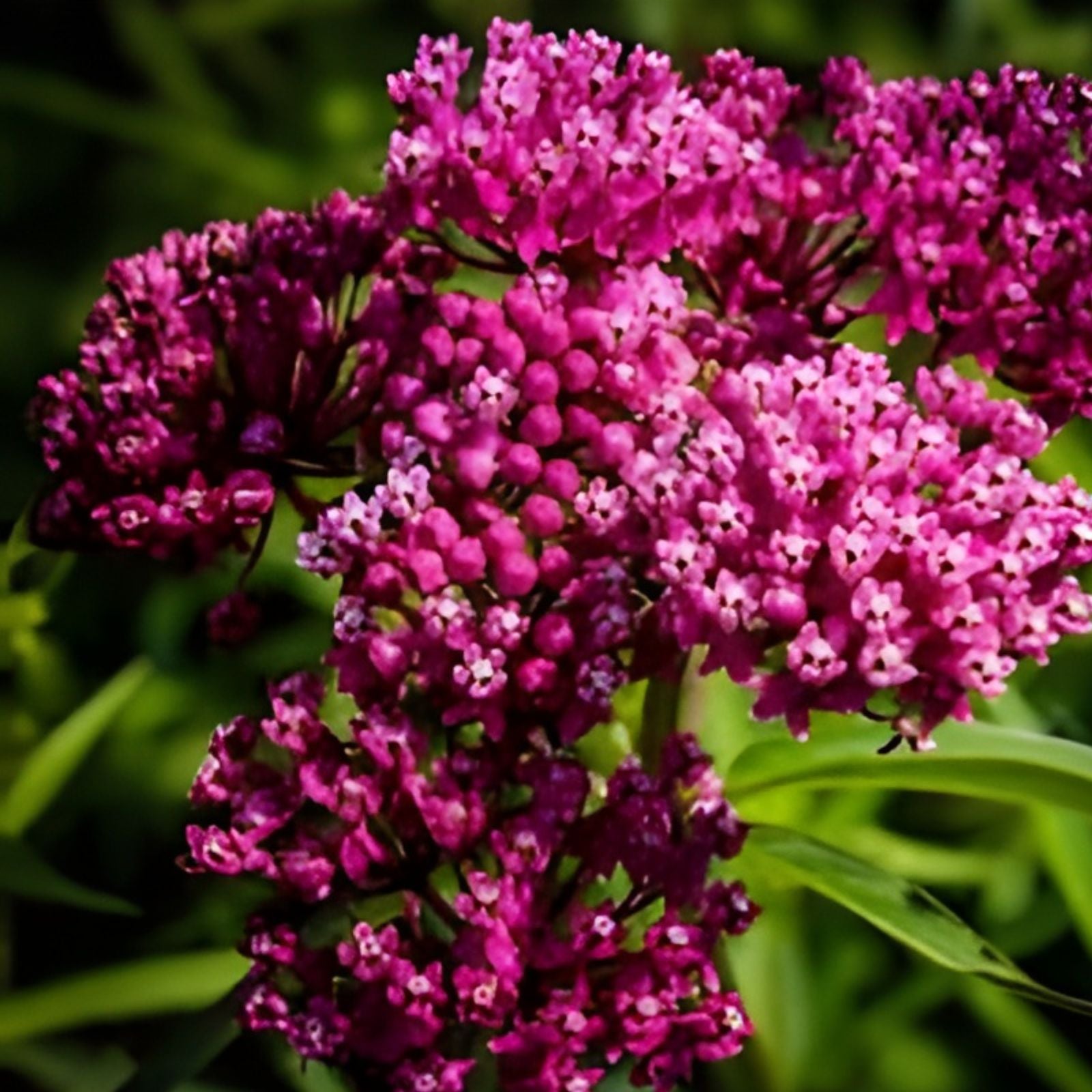 Swamp Milkweed Seeds 100 Count - Asclepias incarnata - Native Pollinator Plant - Green