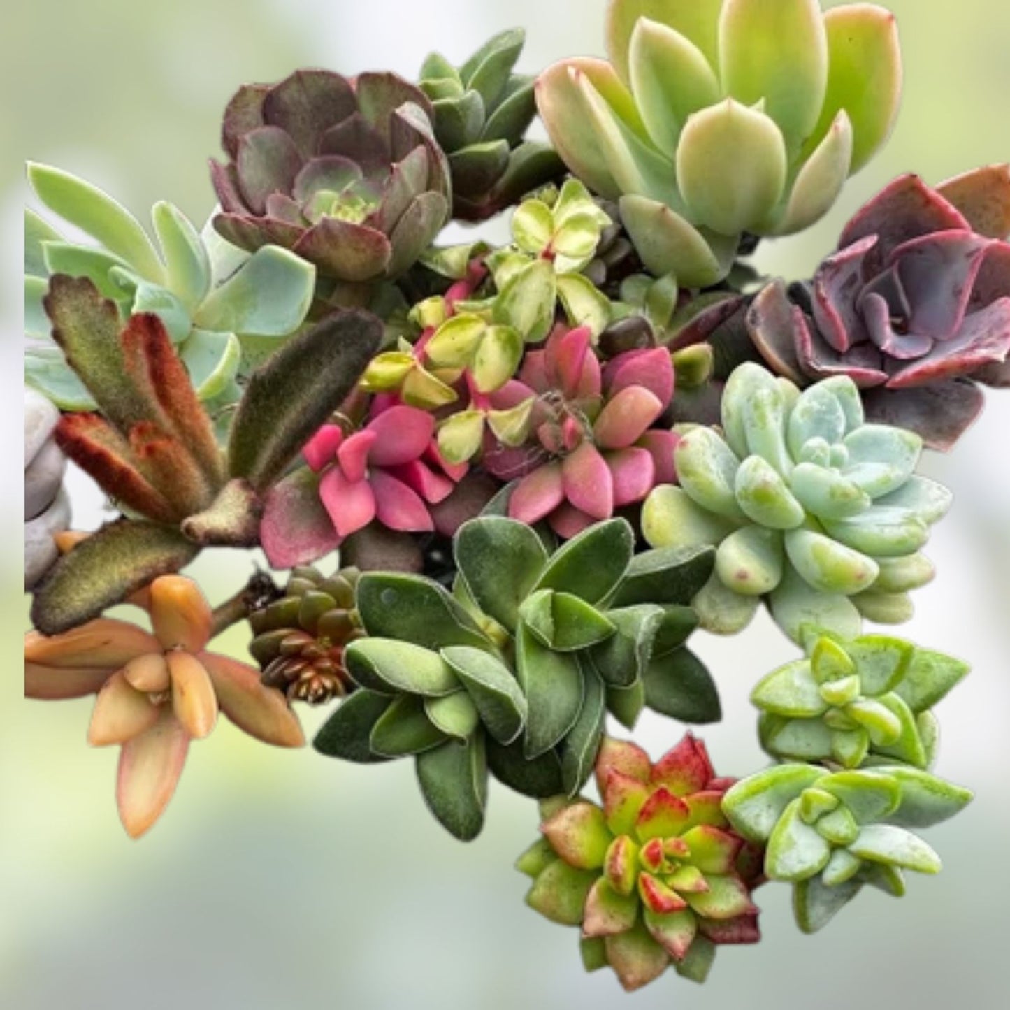 Colorful Succulent Cuttings Set – 14 Varieties for Propagation and Collecting – Perfect for Plant Lovers and Gardeners