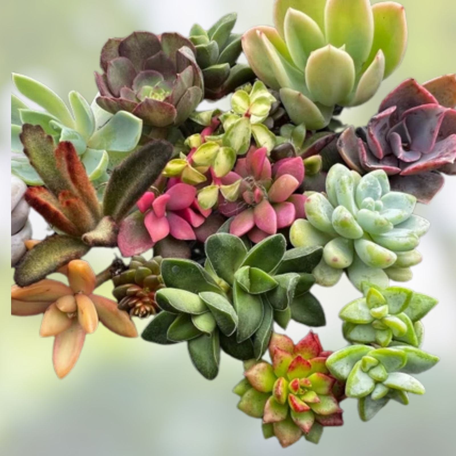 Colorful Succulent Cuttings Set – 14 Varieties for Propagation and Collecting – Perfect for Plant Lovers and Gardeners