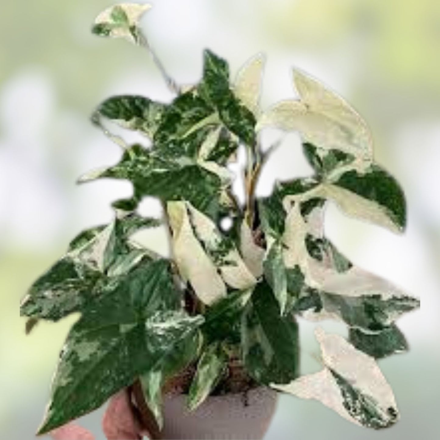 Variegated Syngonium Cuttings - Two Albo Podophyllum - Rare Houseplant for Collectors - Indoor Plant, Variegated Green and White Foliage