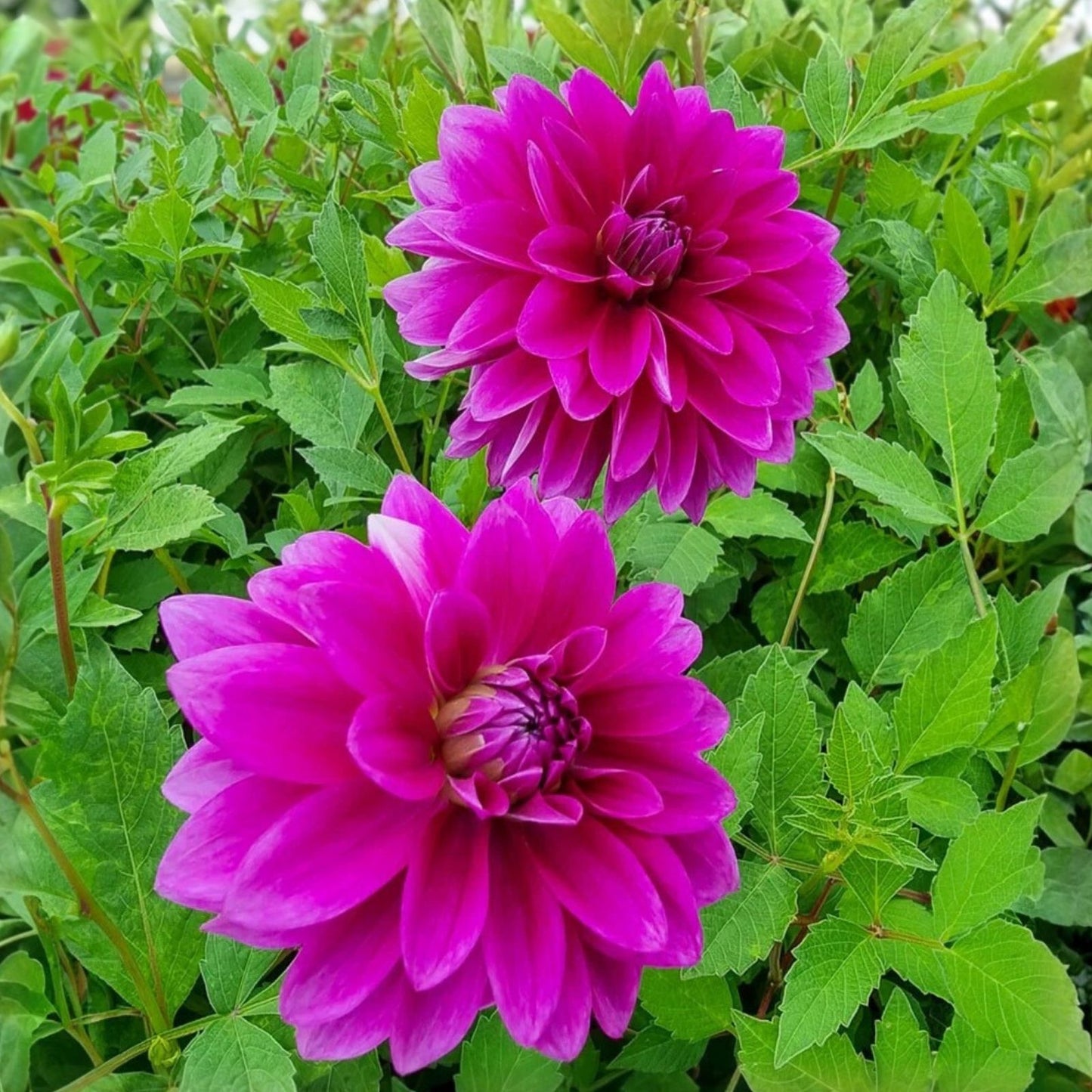 Dahlia Tubers - Live Plant - Le Baron Lavender Magenta Purple Blooms - Garden Flower Bulbs - Dahlia 'Le Baron'