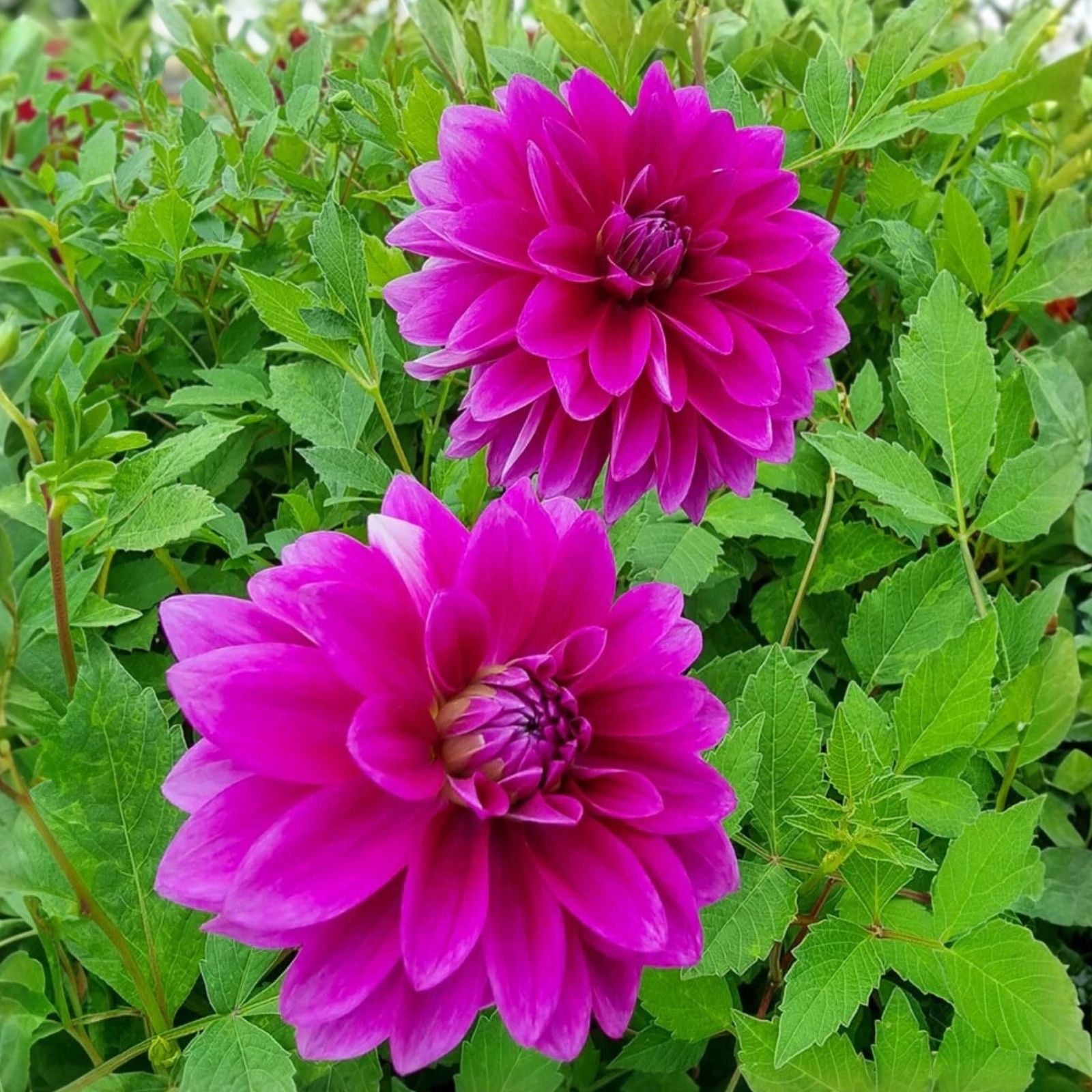Dahlia Tubers - Live Plant - Le Baron Lavender Magenta Purple Blooms - Garden Flower Bulbs - Dahlia 'Le Baron'