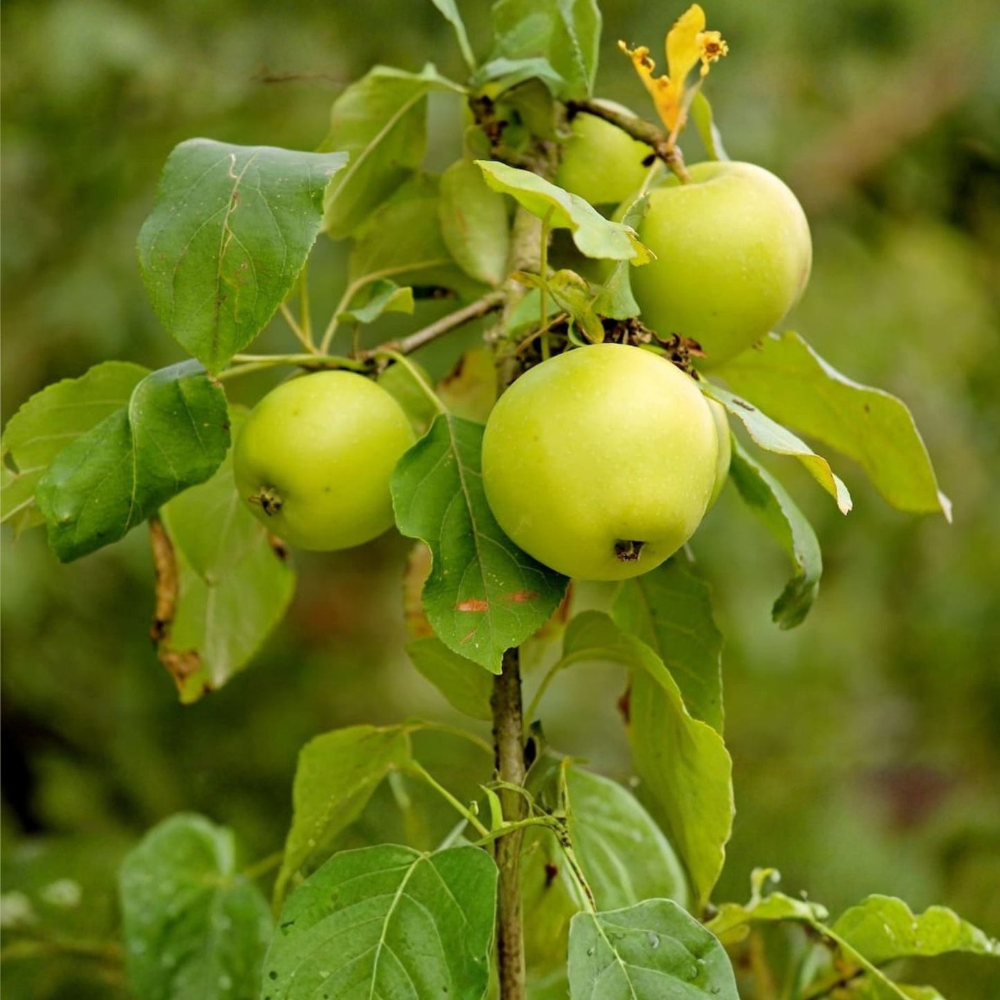 Bare Root Apple Tree 16" Rhode Island Greening Juicy Green Baking Apple Malus Domestica EMLA 106