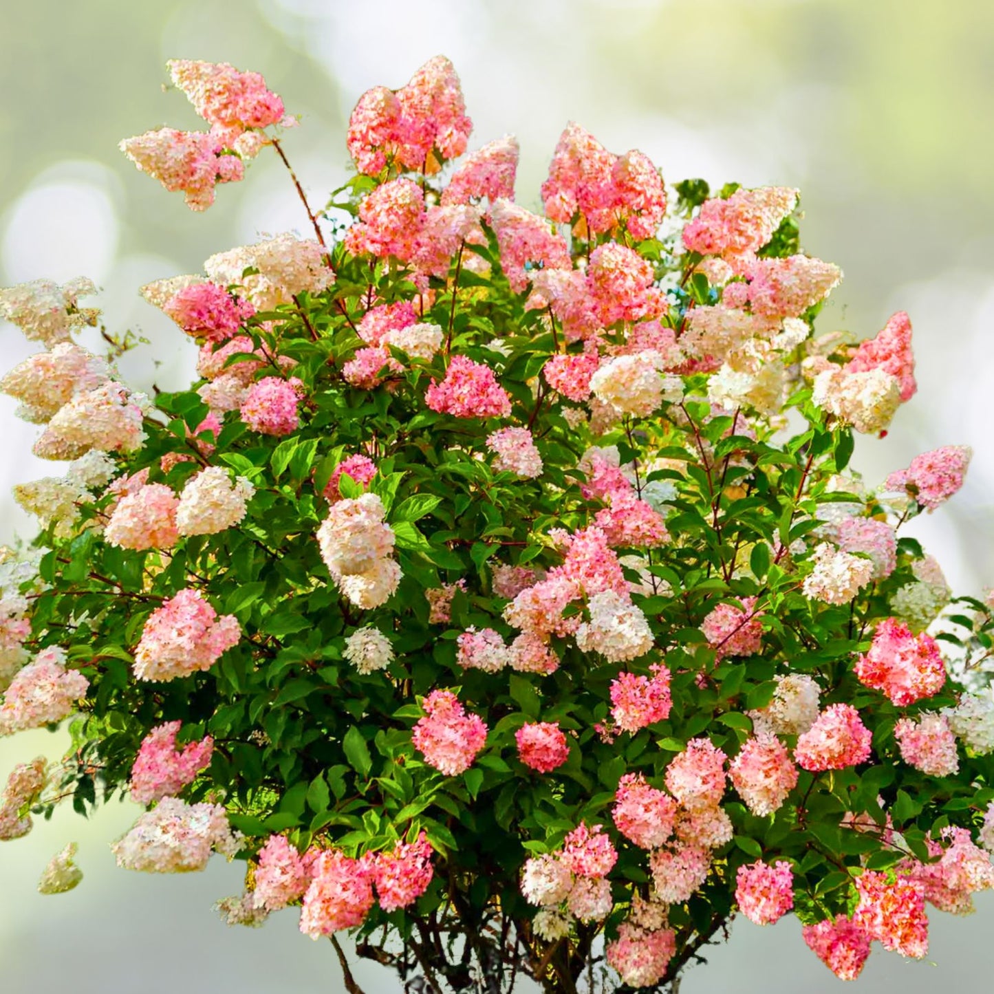Vanilla Strawberry Hydrangea Cuttings 5+2 Unrooted, 4 7" Length, Hardy Zones 4 8, Hydrangea Paniculata, Easy Rooting, Organic Garden