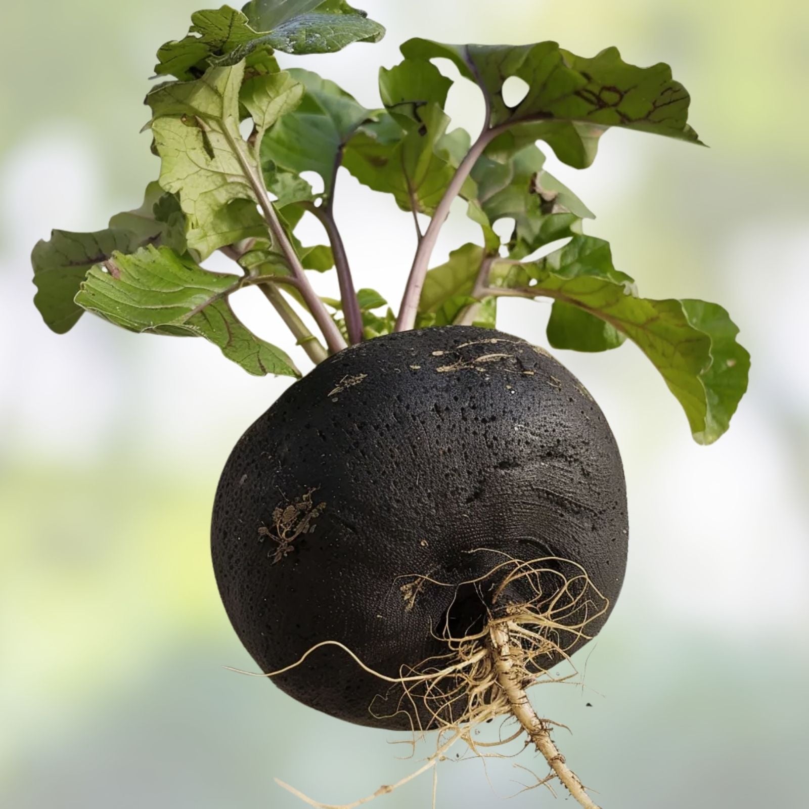Black Radish Seeds for Planting - 250 Count - Rare Garden Vegetable - Raphanus sativus niger
