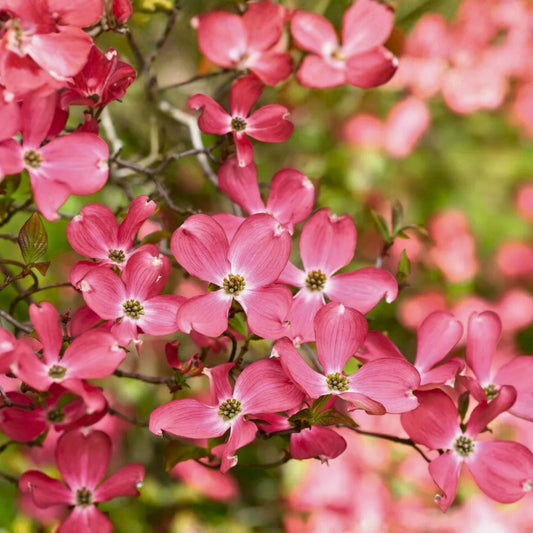 Flowering Dogwood Tree Live Plant 12-18" Bare Root Cornus florida Flowering Tree for Garden and Landscape