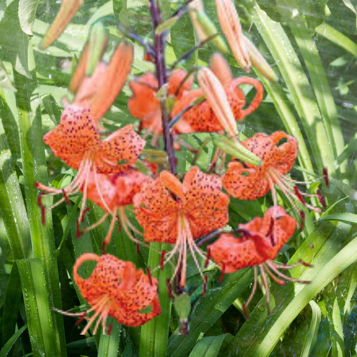 Tiger Lily Rooted Bulbs Double Orange Flower Garden State Bulb Lilium lancifolium Splendens