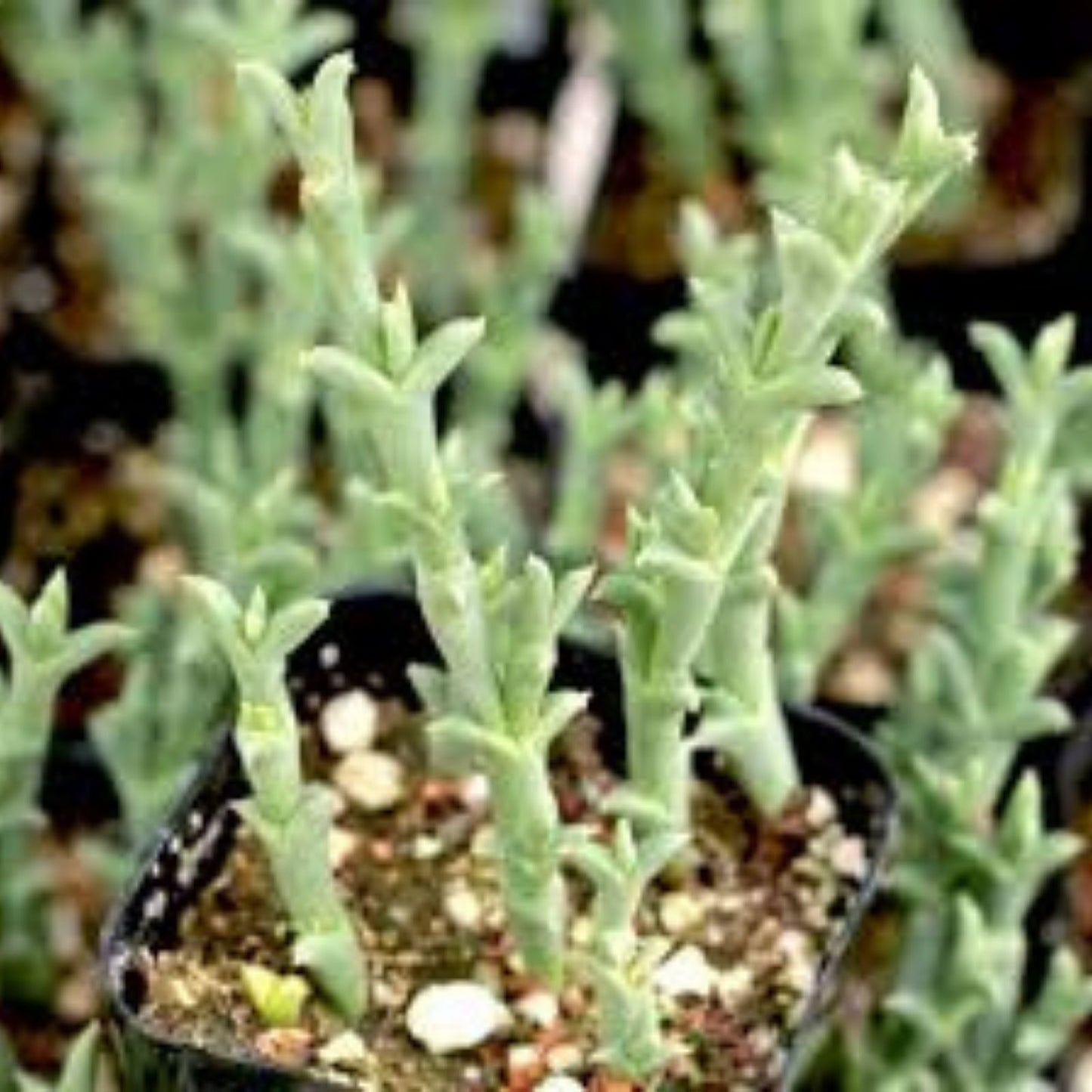 Ruschia Uncinata 'Doringvygie' Succulent Live Plant 2 Inch – Hardy Ground Cover for Garden Decor