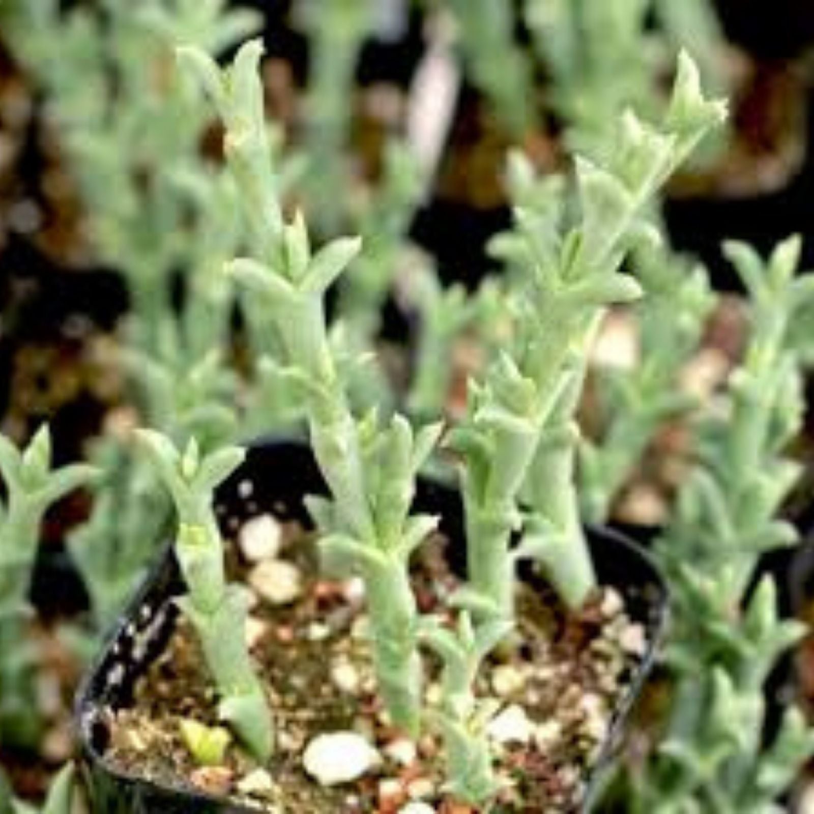 Ruschia Uncinata 'Doringvygie' Succulent Live Plant 2 Inch – Hardy Ground Cover for Garden Decor
