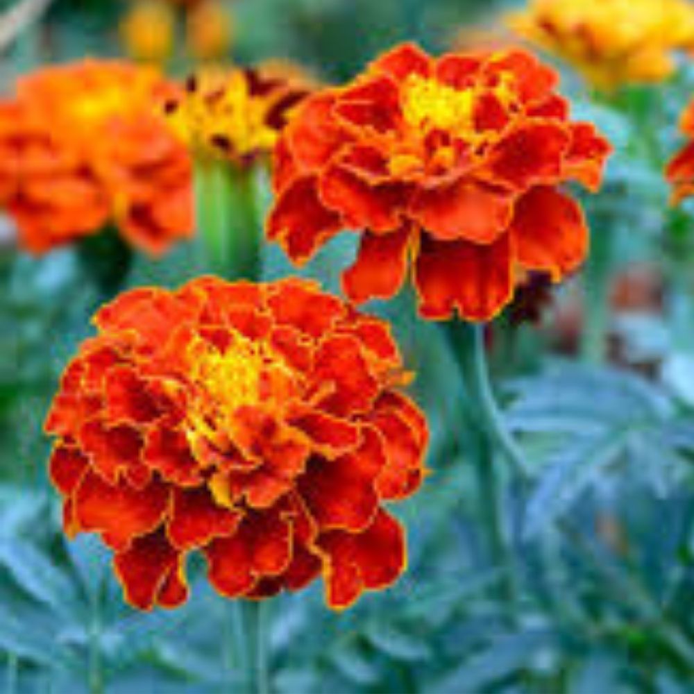 Marigold Seeds 200 Organic Sparky Mix Garden Flowers USA Grown Tagetes patula