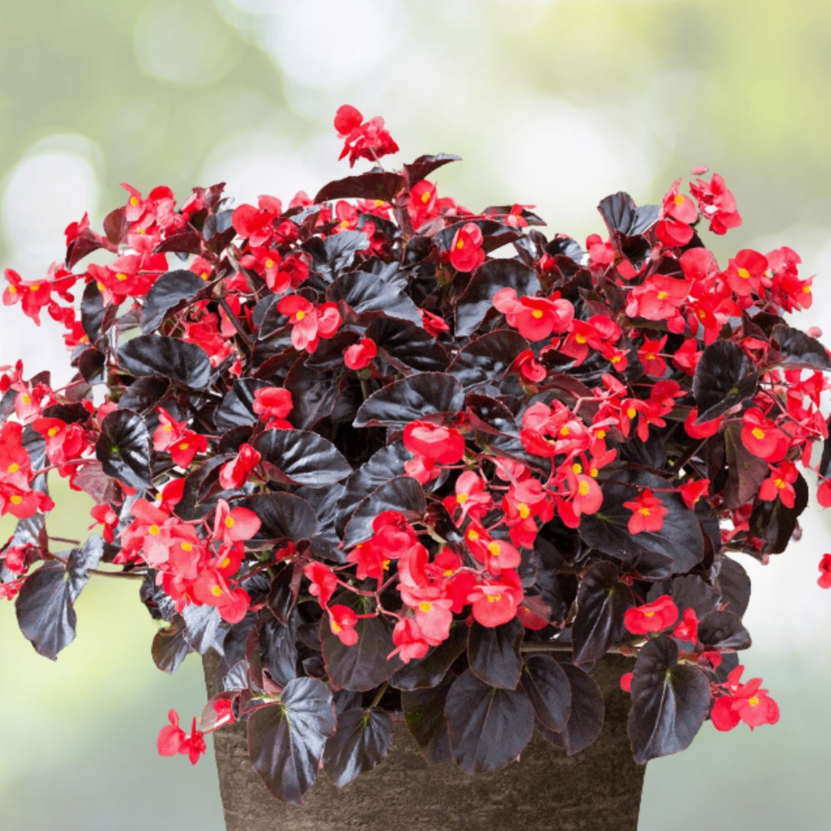 Begonia Seeds Bold Merlot Non-GMO Flower Seeds 45 or 125 Count for Garden & Container Planting Begonia x tuberhybrida