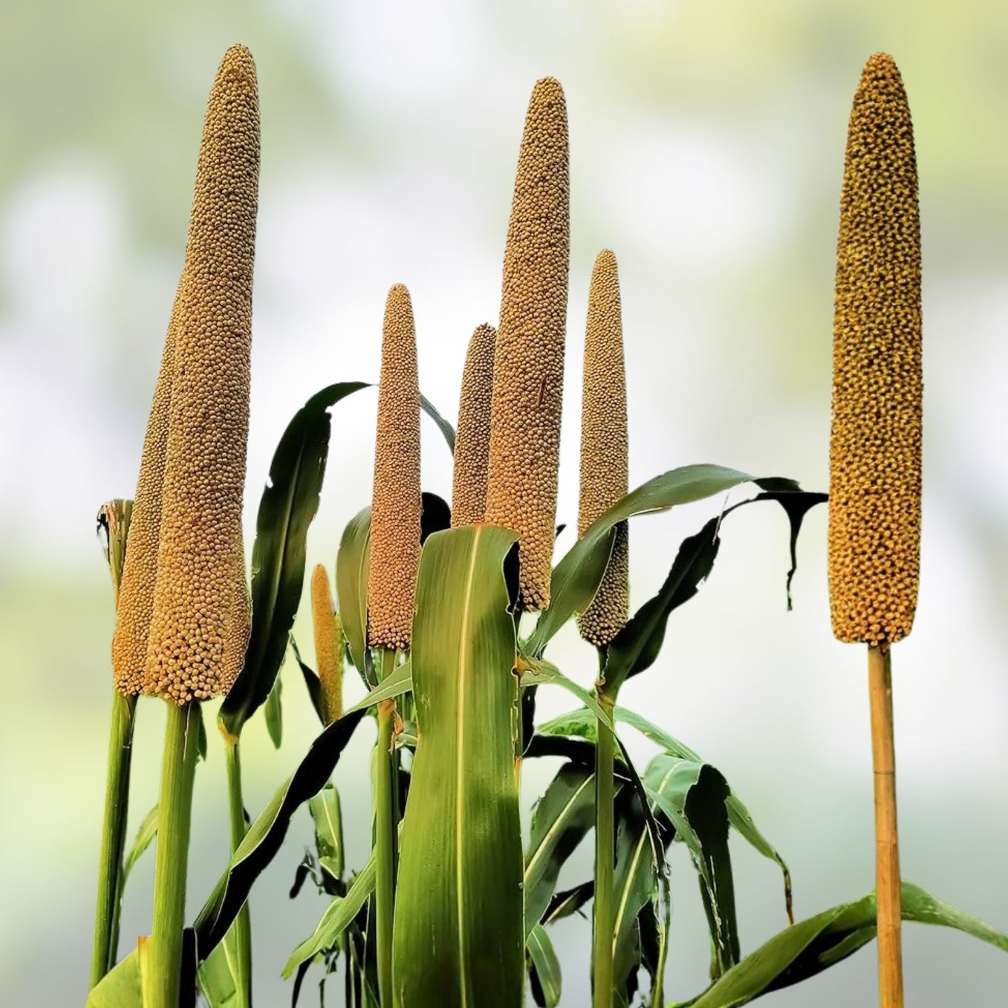 Pearl Millet Grass Seeds, Ornamental Pennisetum glaucum, Drought-Resistant, Easy to Grow, Garden Grass, Landscaping Seeds