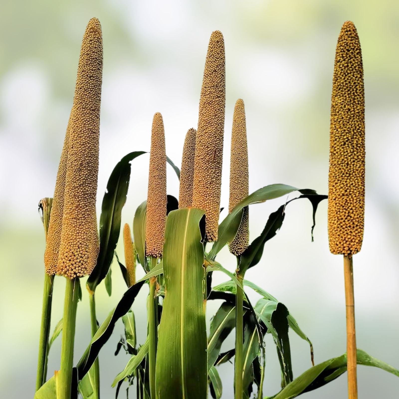 Pearl Millet Grass Seeds, Ornamental Pennisetum glaucum, Drought-Resistant, Easy to Grow, Garden Grass, Landscaping Seeds