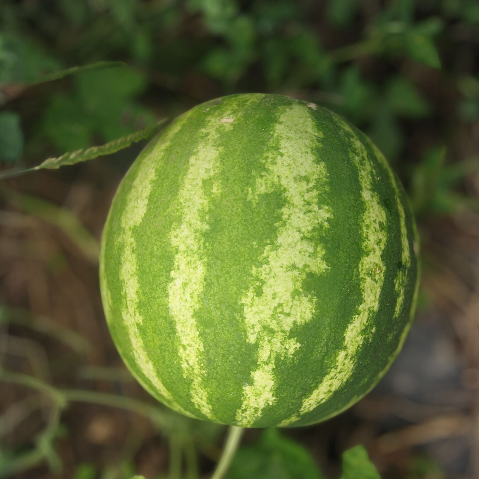 Heirloom Muskmelon Seeds 25+ Non-GMO Edisto 47 Sweet Cantaloupe Seeds for Gardening and Farming - Cucumis melo