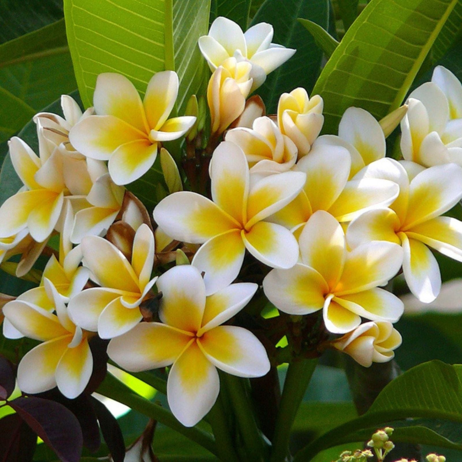 Rooted Plumeria Plant Cutting 13" Maui Breeze with 3 Tips - Frangipani Tropical Flowering Plant (Plumeria spp.)