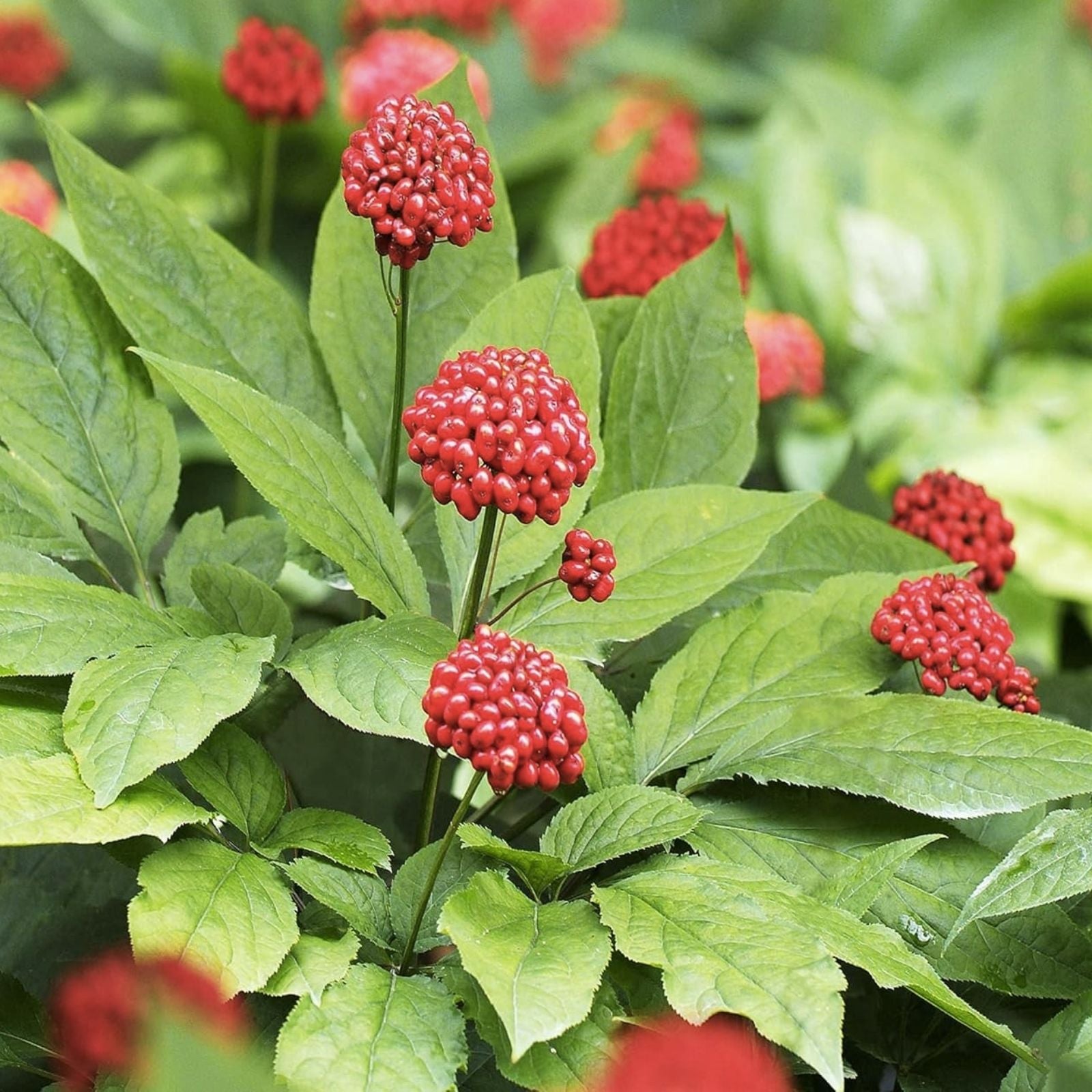 Ginseng Herb Seeds 40+ Pack | American Medicinal Plant | Spikenard | Organic Herb Seeds for Gardening