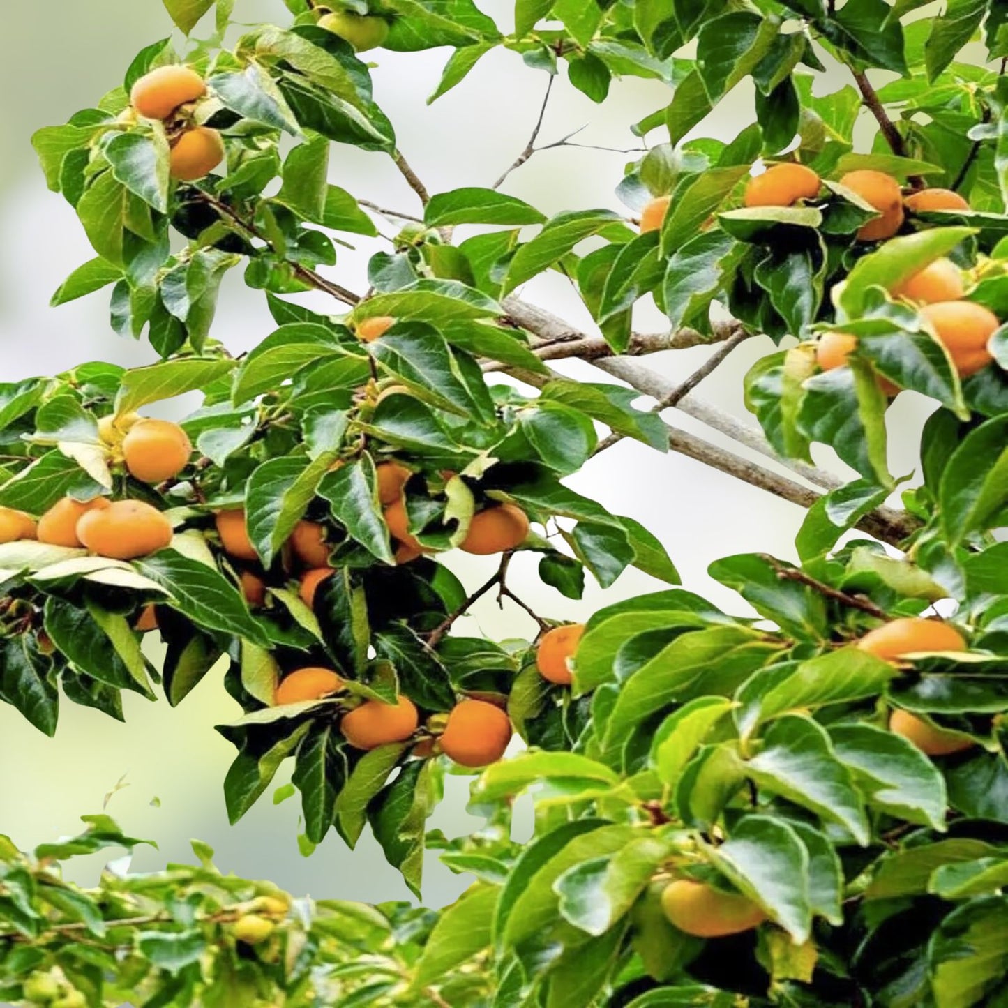 Japanese Persimmon Tree Seeds - 10 Seeds - Diospyros kaki Edible Fruit Variety - Easy to Grow Plant for Garden or Patio