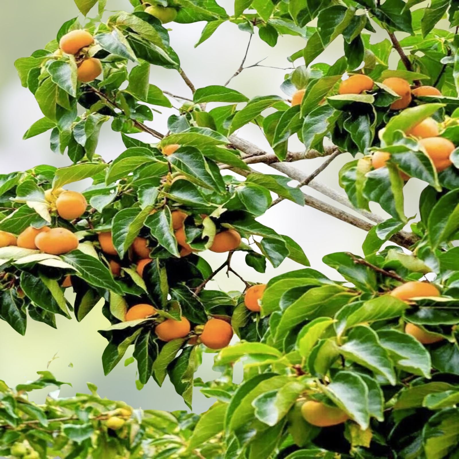 Japanese Persimmon Tree Seeds - 10 Seeds - Diospyros kaki Edible Fruit Variety - Easy to Grow Plant for Garden or Patio