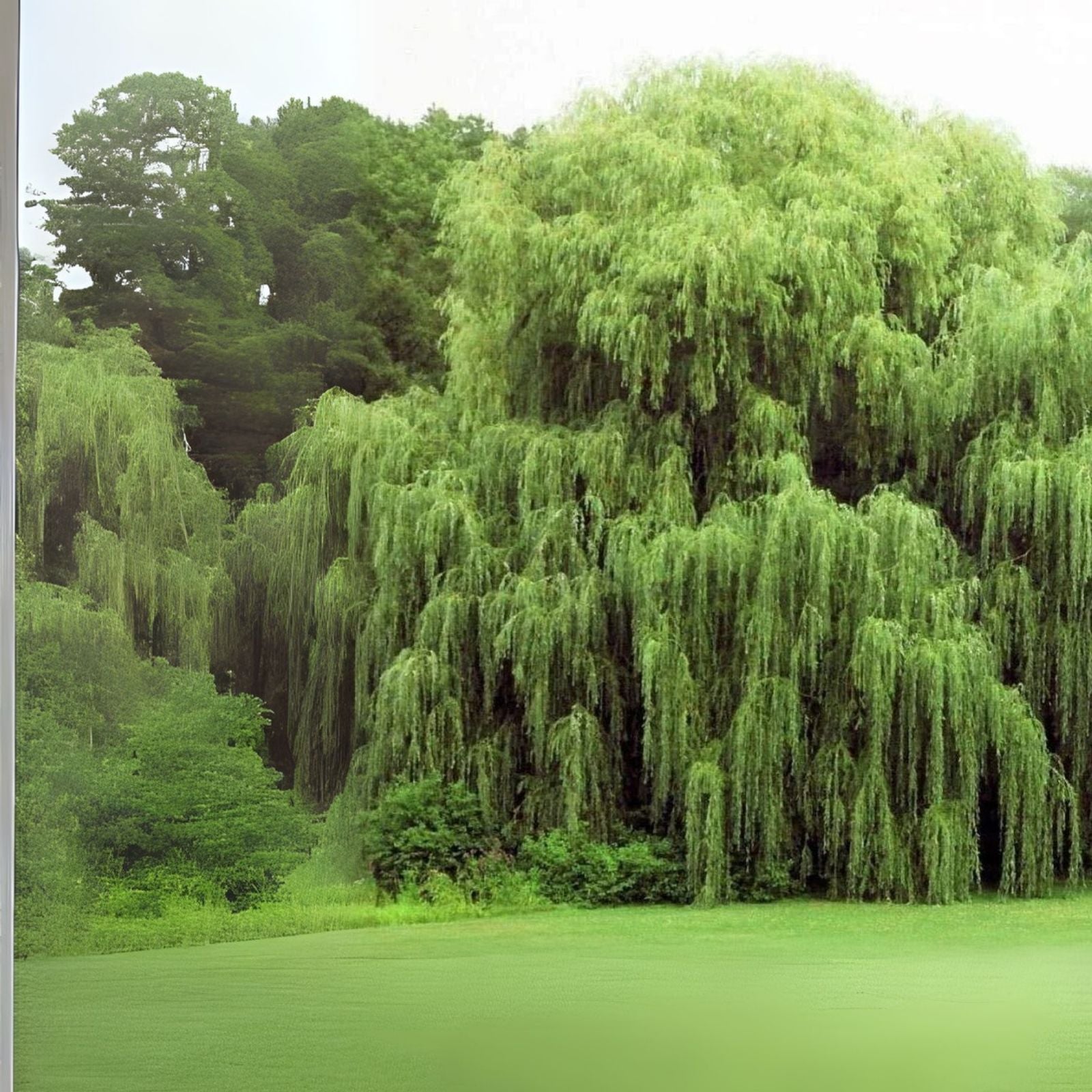 Long Leaf Weeping Willow Bonsai Tree Cutting - Salix babylonica - Perfect for Indoor or Outdoor Gardening