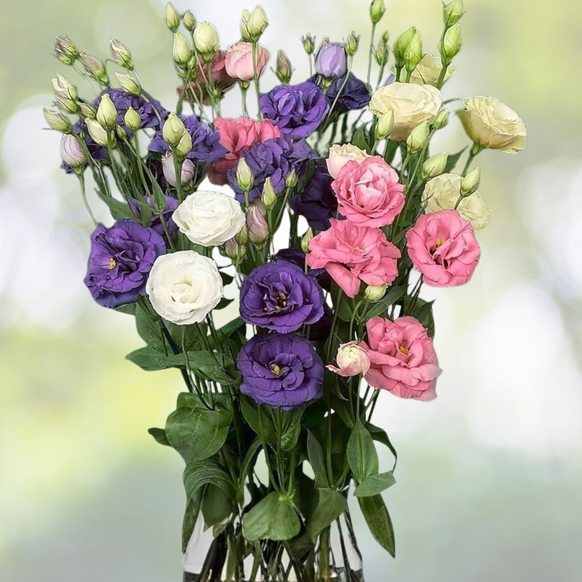 Aegis Jade Lisianthus Seeds 125-5000 Non-GMO Heirloom Garden Flower Seeds Eustoma grandiflorum