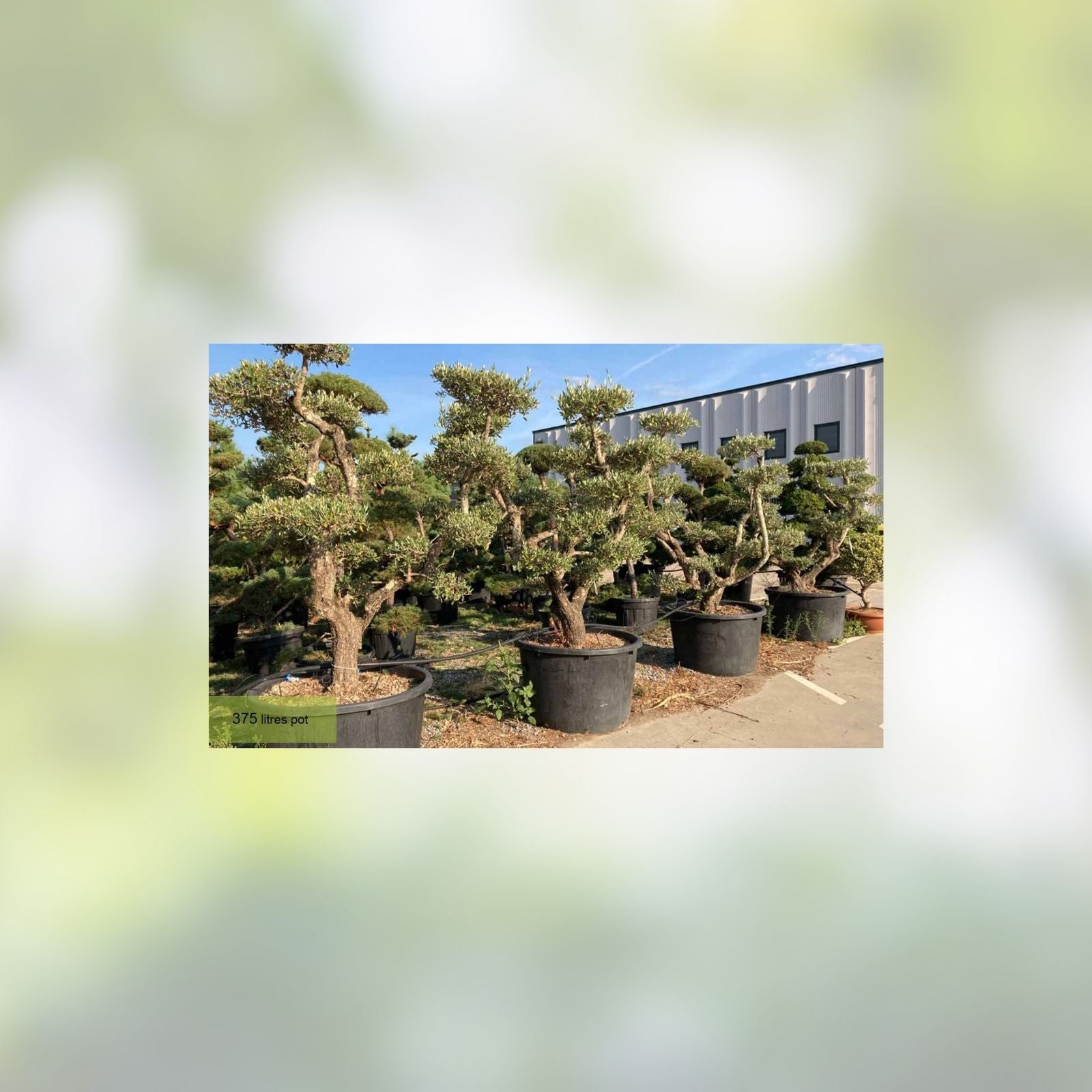 Bonsai Olive Tree Seeds 10 Pack | Olea europaea | Indoor & Outdoor Growing | Perfect for Bonsai Cultivation