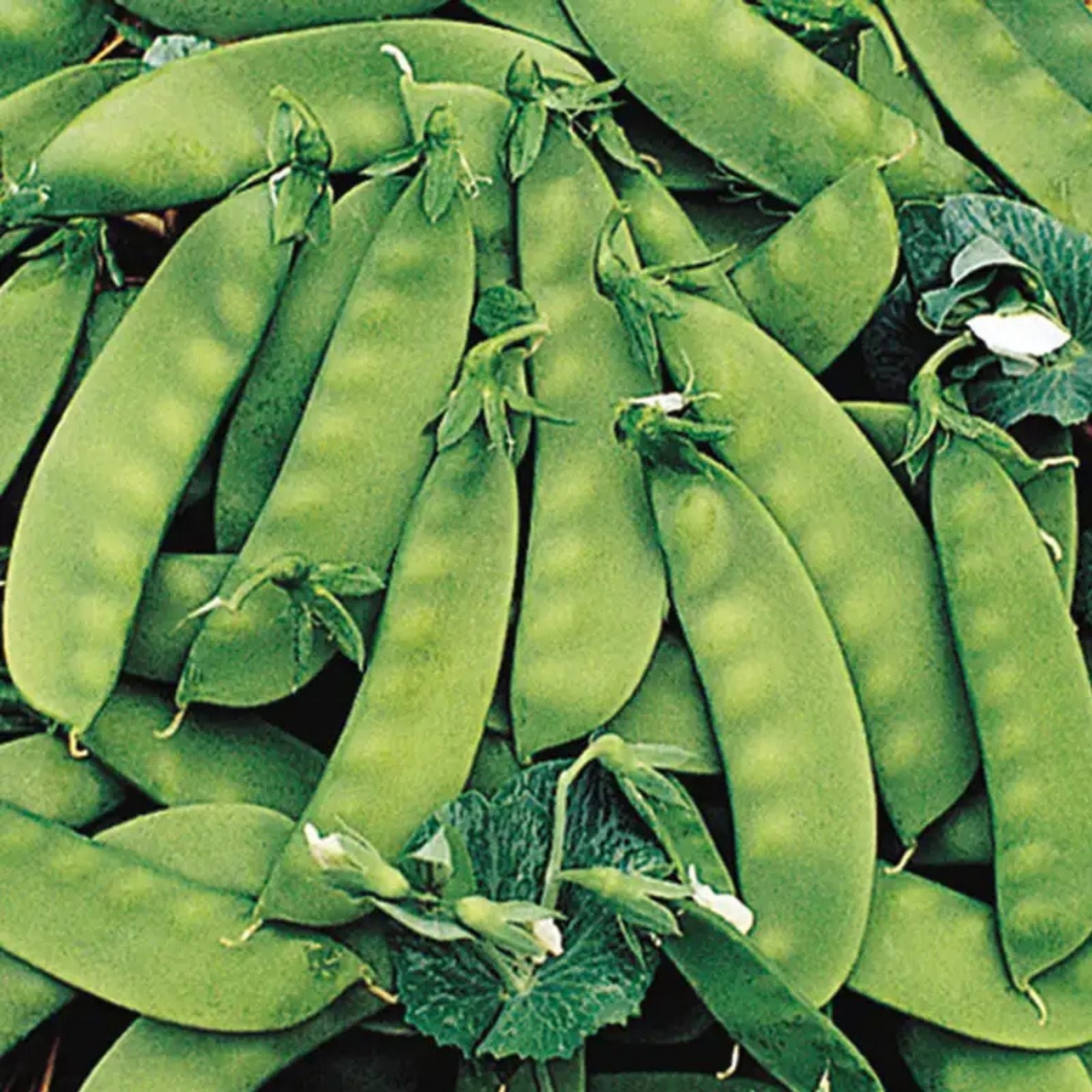 Sugar Pod Snow Peas Seeds 50 Count | Vegetable Seeds for Planting | Pisum sativum