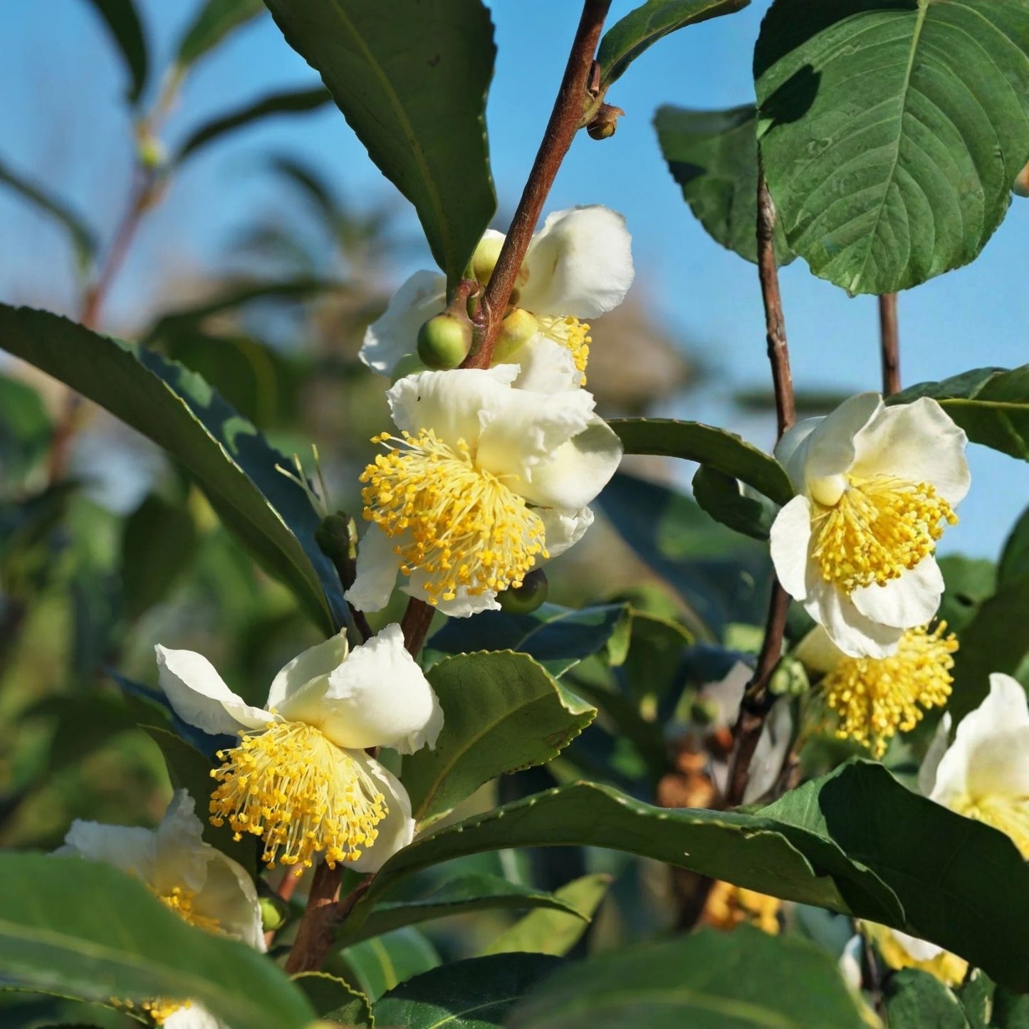 Camellia sinensis Tea Plant Starter 3 Inch – Green Tea Plant for Home Garden, Organic, Live Plant