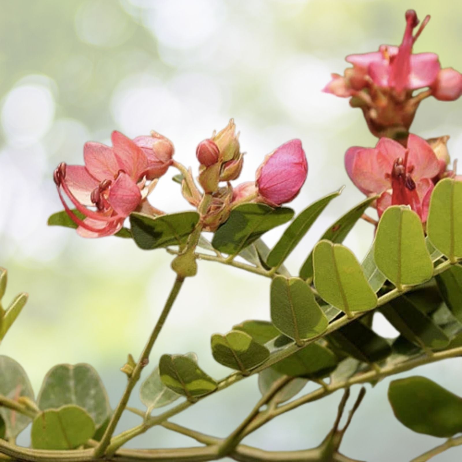 Red Shower Tree Seeds - 10 Pre-Stratified Seeds - Cassia marginata - Tropical Flowering Plant