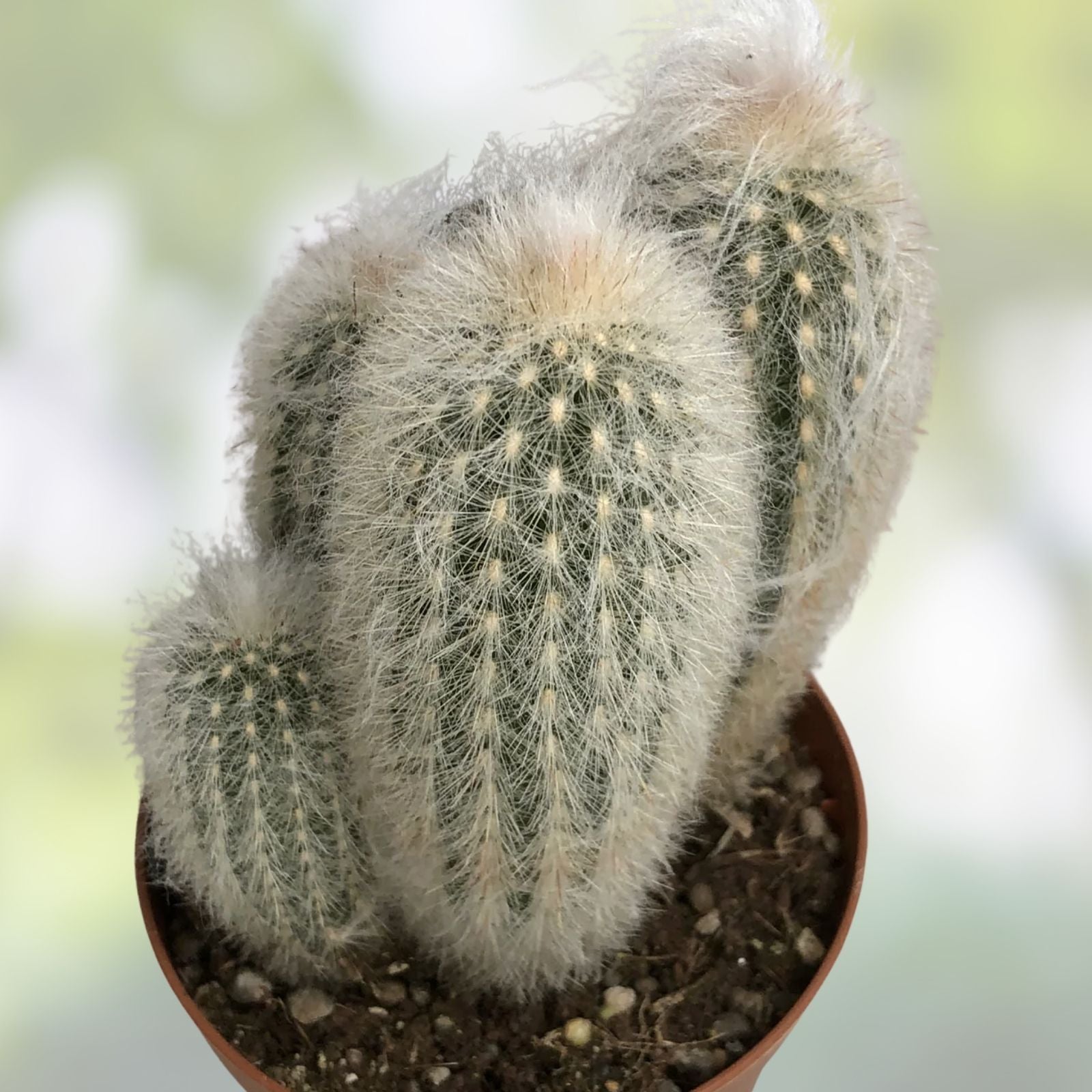 Espostoa lanata Old Man of the Mountain Cactus 5.5" Pot, Woolly White Spines, Indoor Succulent Plant #521R