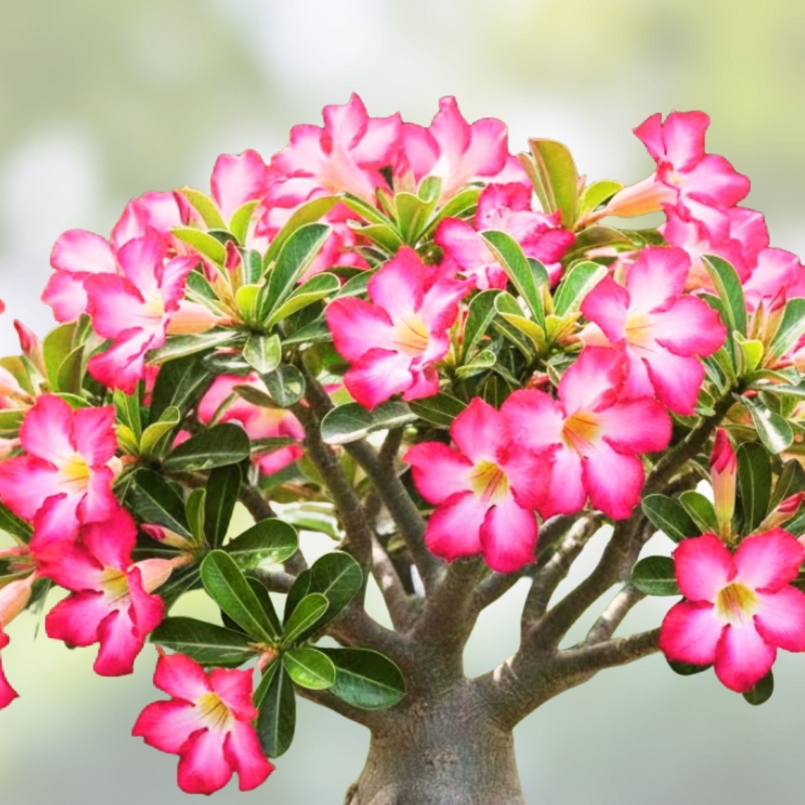 Desert Rose Seeds 100 Count Mixed Color Adenium Obesum for Gardening, Succulent Plant Seeds, Drought Tolerant, Easy to Grow
