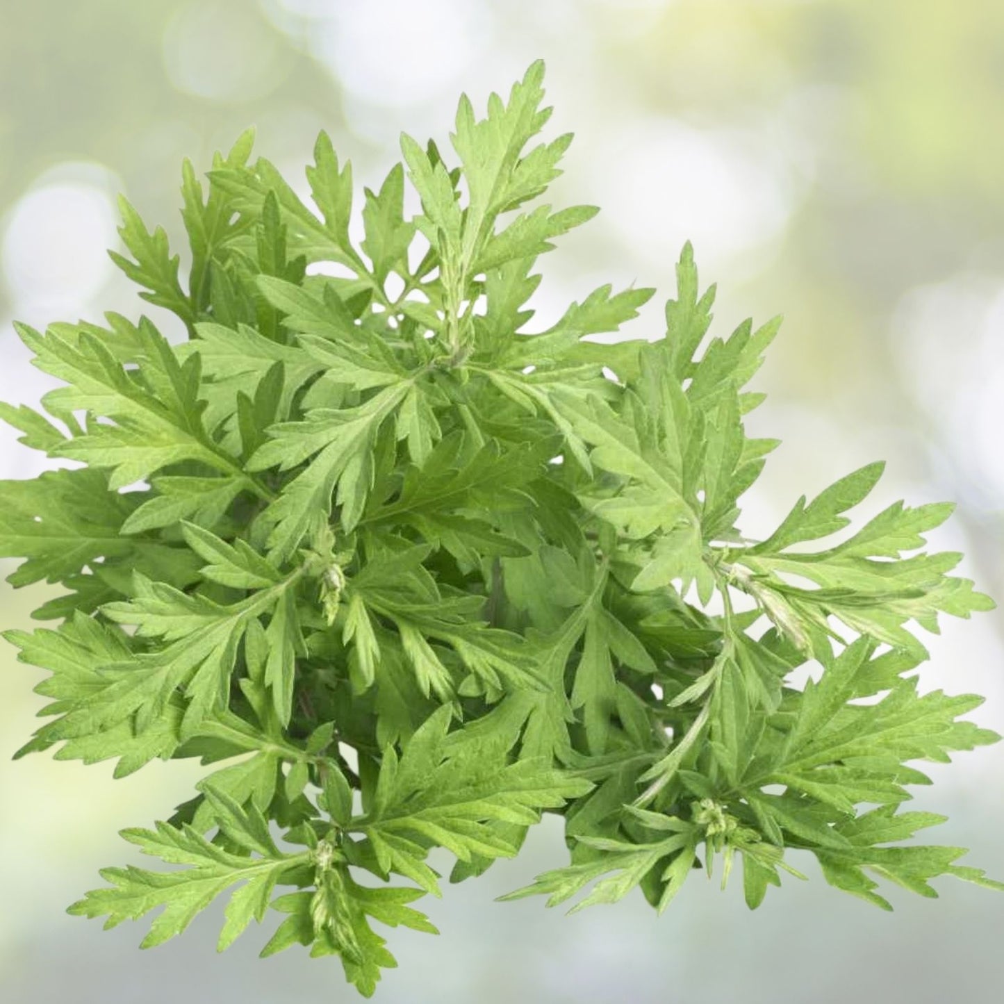 Mugwort Herb Seeds 500+ Medicinal Culinary Perennial Artemisia Vulgaris