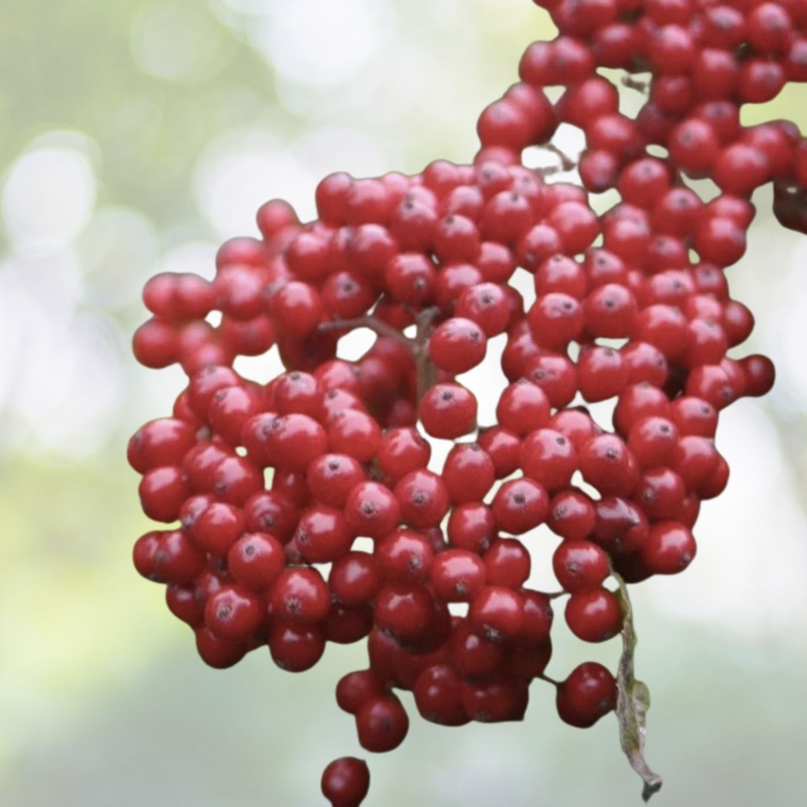 Linden Berry Shrub Seeds - Cardinal Candy Variety - 10 Pack - Tilia americana