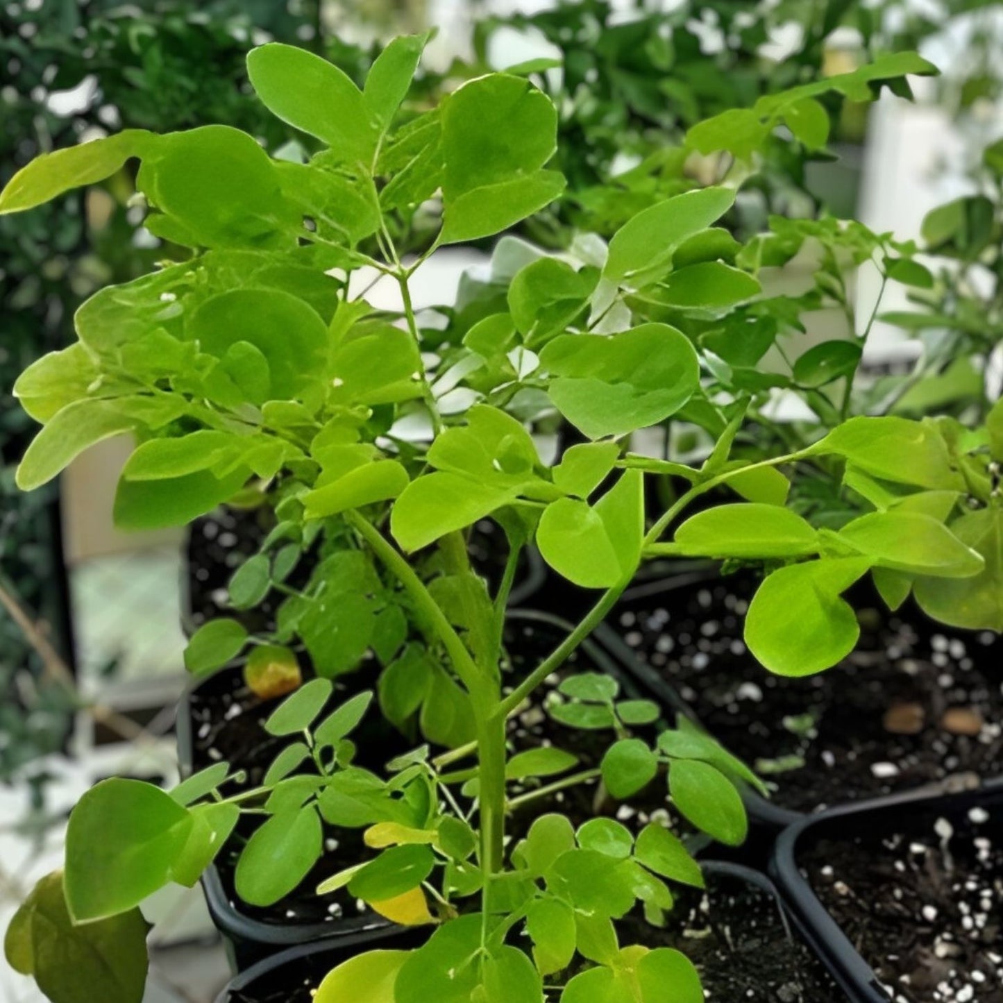 Moringa Oleifera Cutting 1" Dia 24" Miracle Tree of Life Stem, Drumstick Plant, Tropical Edible Tree