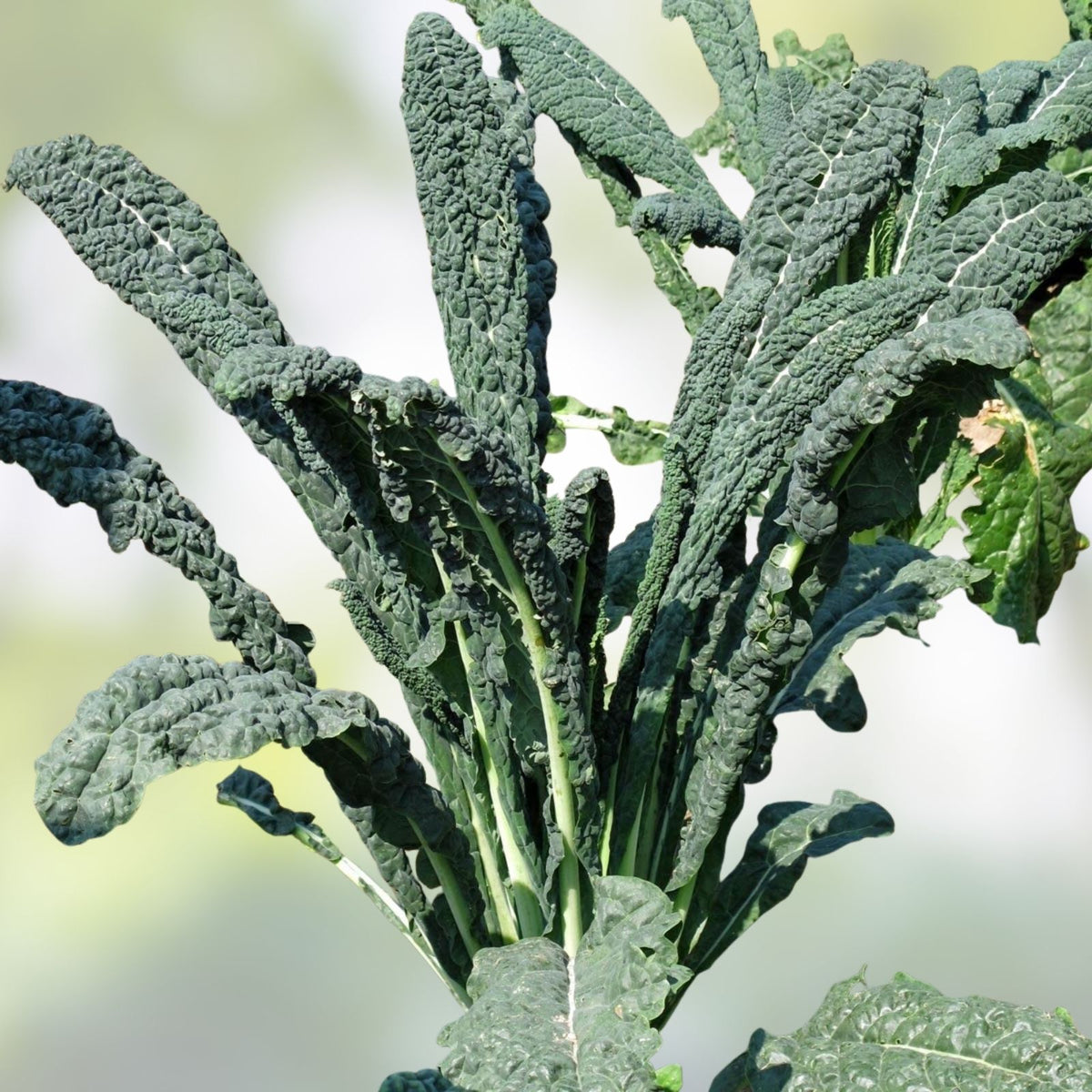 Organic Black of Tuscany Kale Seeds – Heirloom Italian Brassica oleracea var. sabellica for Gardening and Cooking