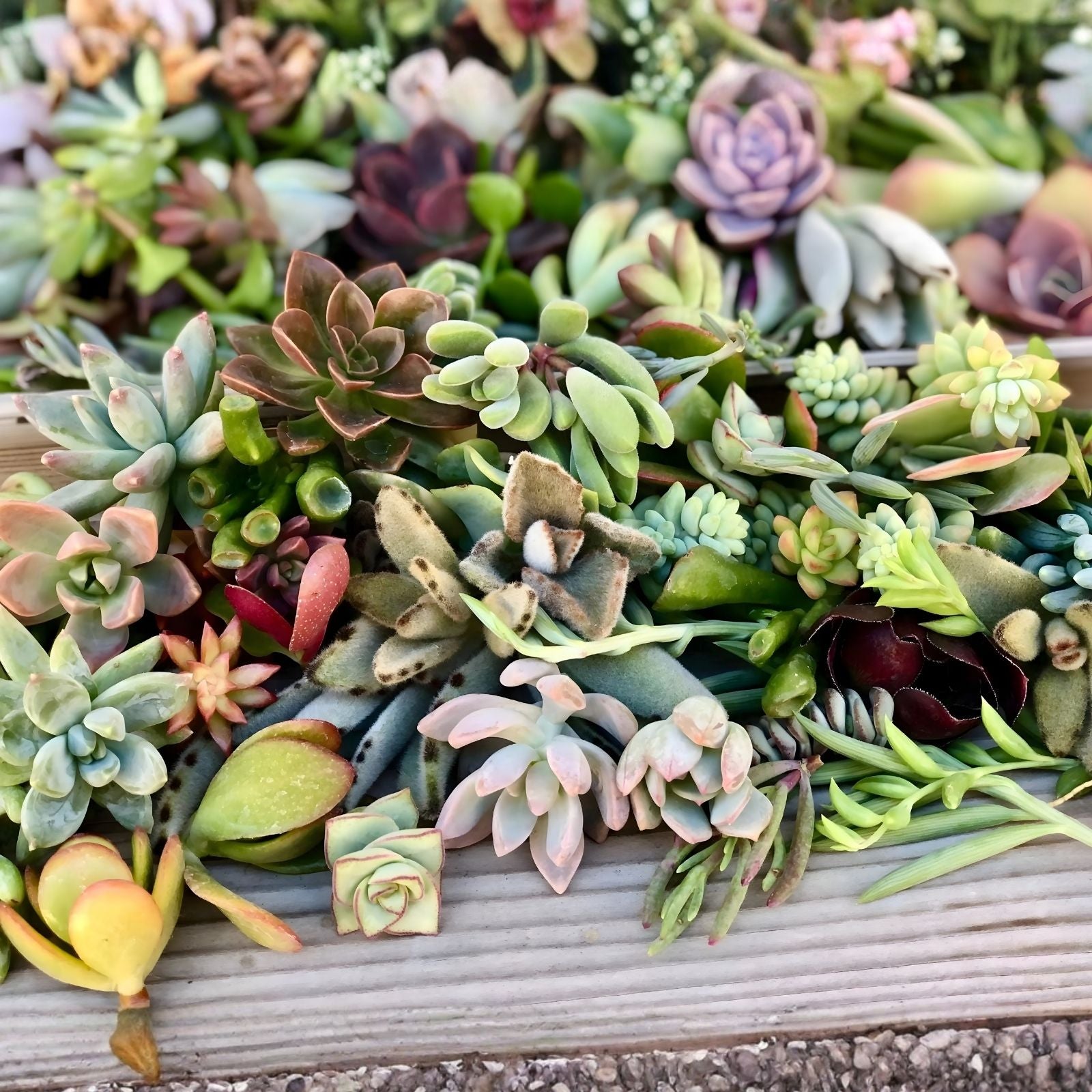 Succulent Plant Leaves for Propagation – Assorted Varieties + Bonus Leaves Gift – Gardening, DIY Projects, Propagation Supplies