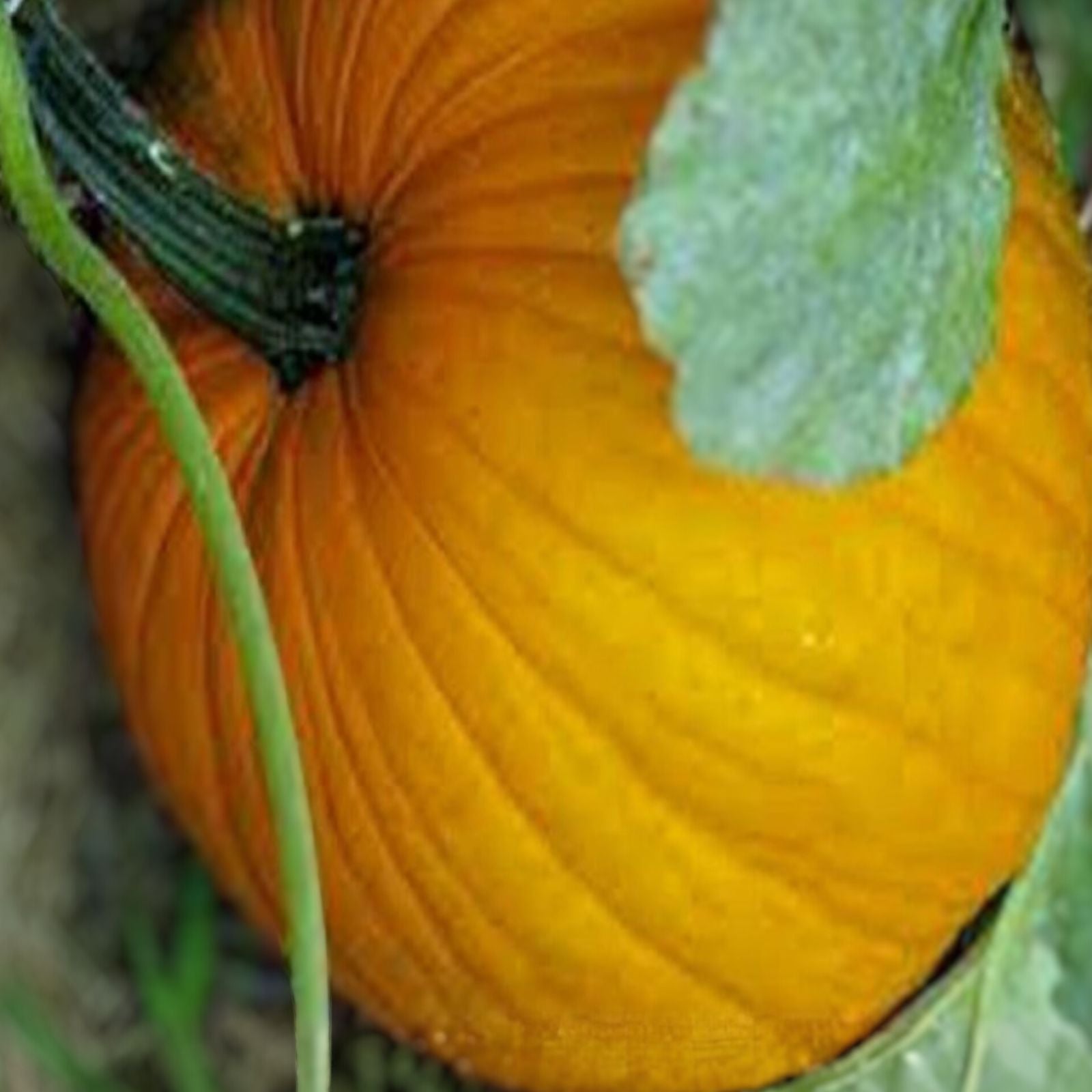 Pumpkin Seeds 100-Count Connecticut Field Heirloom Non-GMO Cucurbita pepo Organic Pumpkin Seeds for Planting