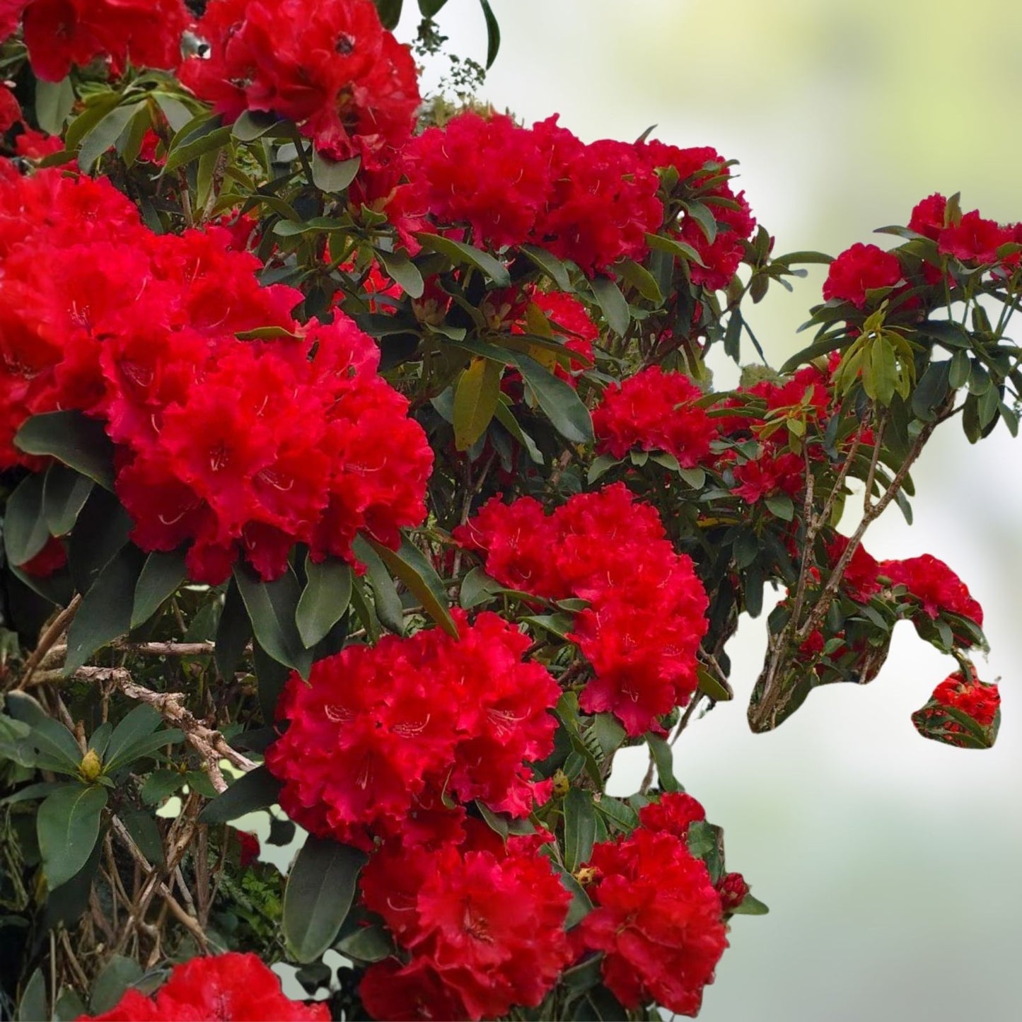 Large Rooted Rhododendron Plant – Jean Marie de Montague – Blood Red Ruffled Blooms – Rhododendron 'Jean Marie de Montague'