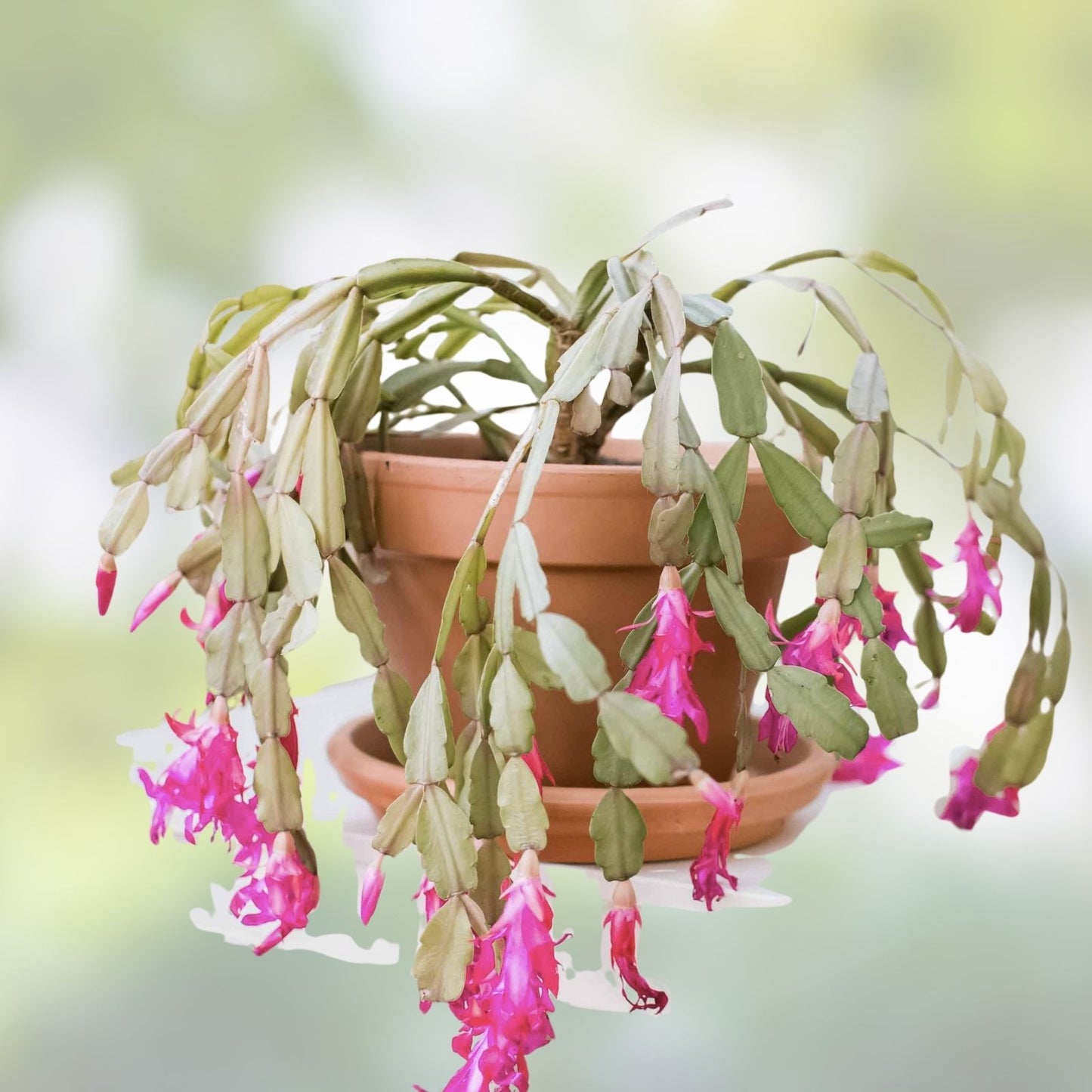 Christmas Cactus Cuttings 6 Fresh Segments Schlumbergera Buckleyi Green House Plant - Holiday Indoor Succulent
