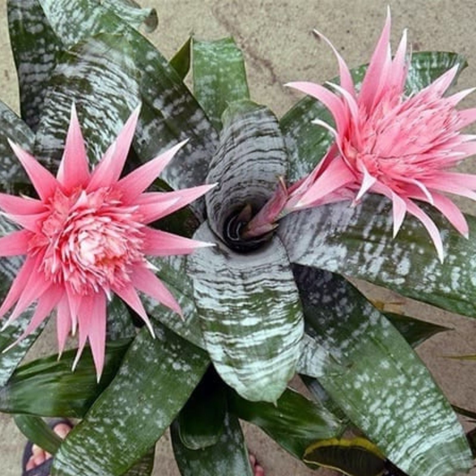 Aechmea 'Burgundy' Bromeliad Unrooted Cutting – Tropical Indoor Houseplant for Garden Propagation