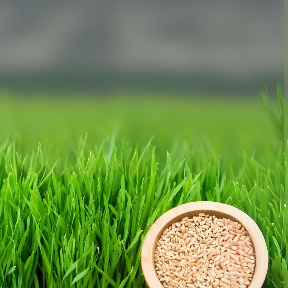 Wheat Microgreens Seeds 5 Pounds - Organic Wheat Berries for Germination - Triticum aestivum