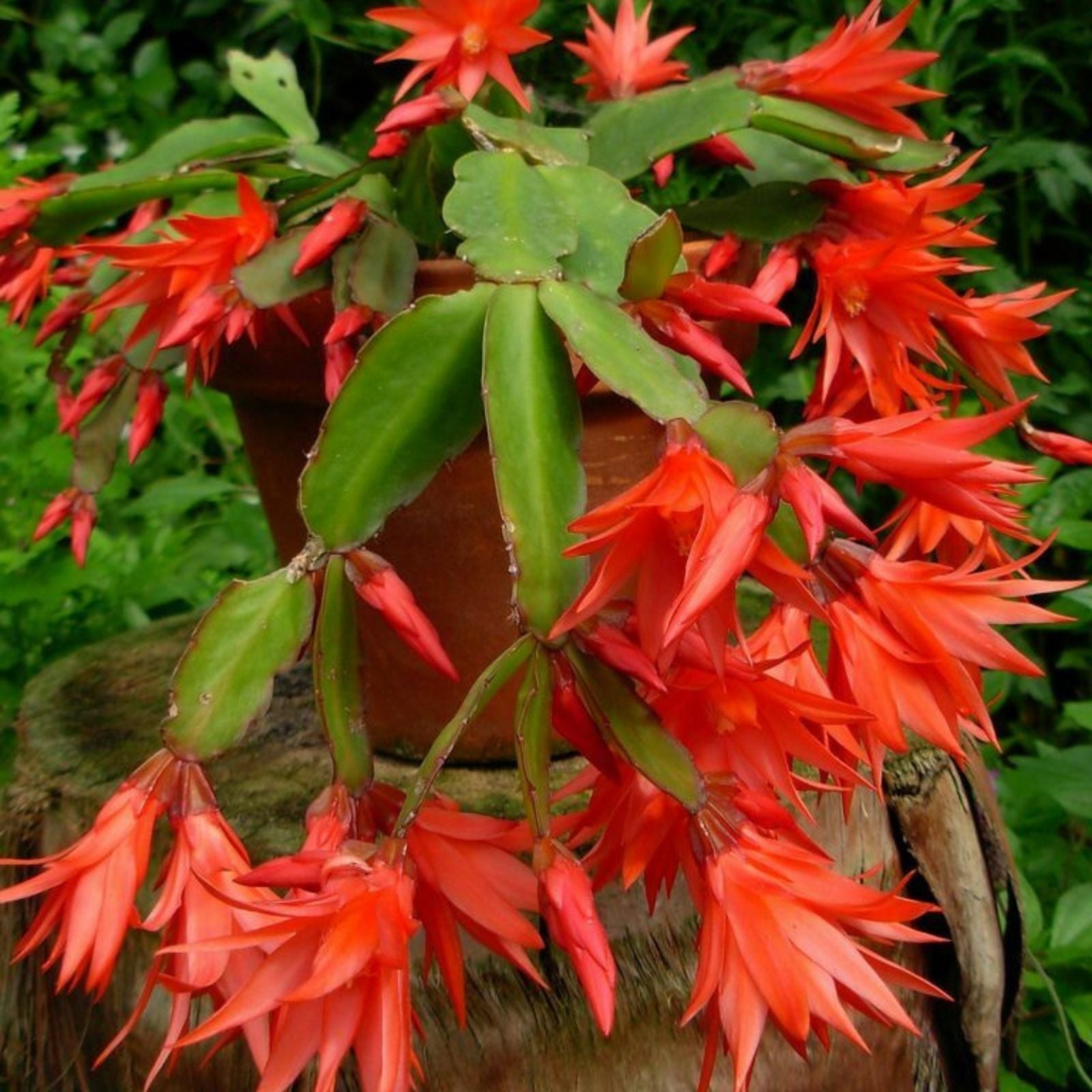 Epiphyllum Orchid Cactus Smokey Topaz Cutting - Rare Succulent Indoor Plant for Gardening