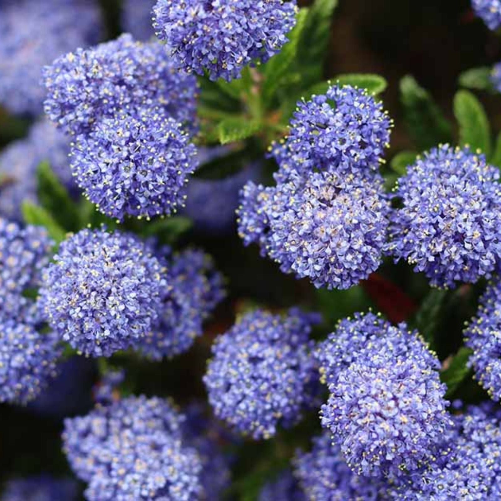 Organic California Lilac Cuttings - 10 Blue Blossom Live Plant Cuttings - Ceanothus Horizontalis