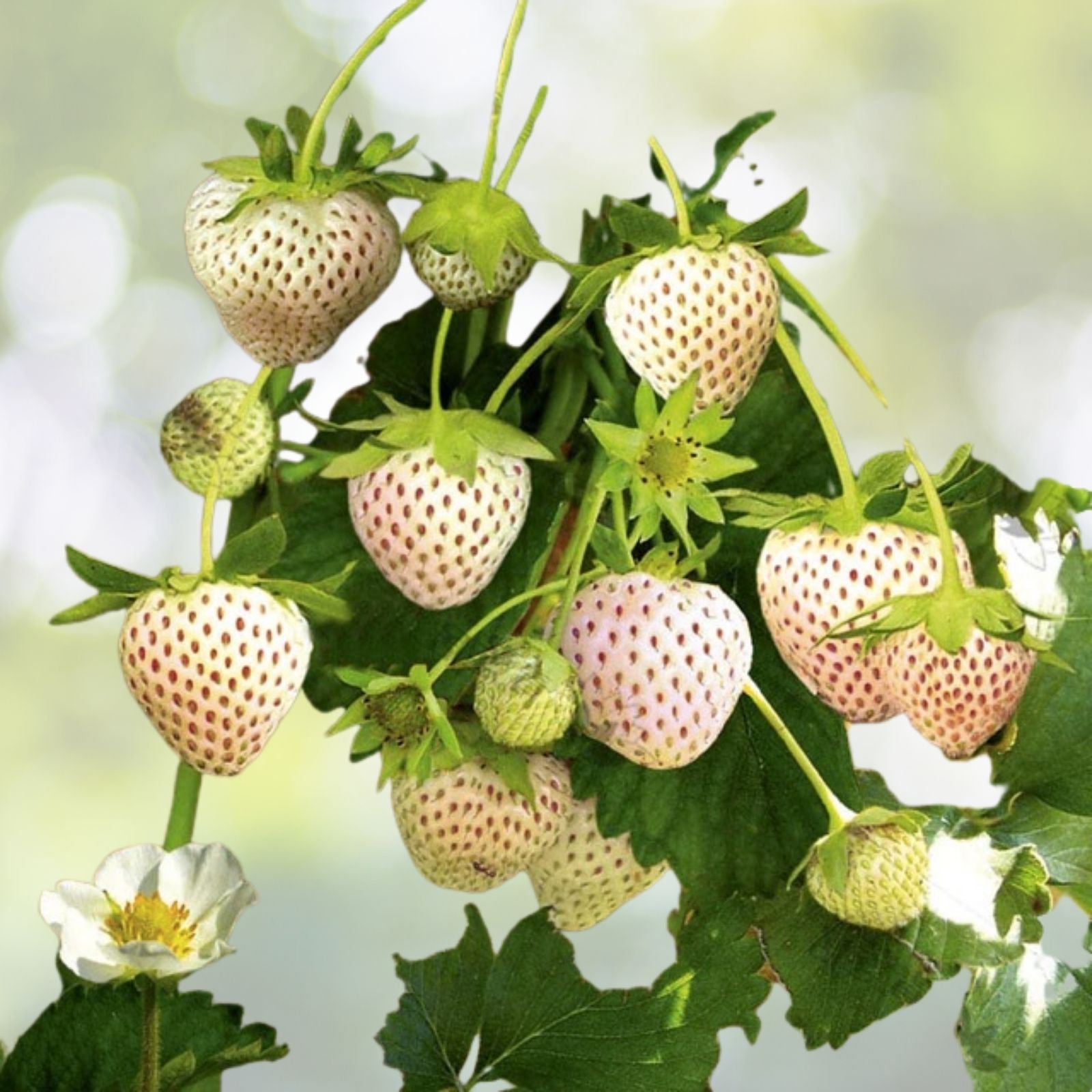 White Strawberry Seeds - 100+ Pineberry Hula Berry - Alpine Berry - Perfect for Container Garden - USA Grown