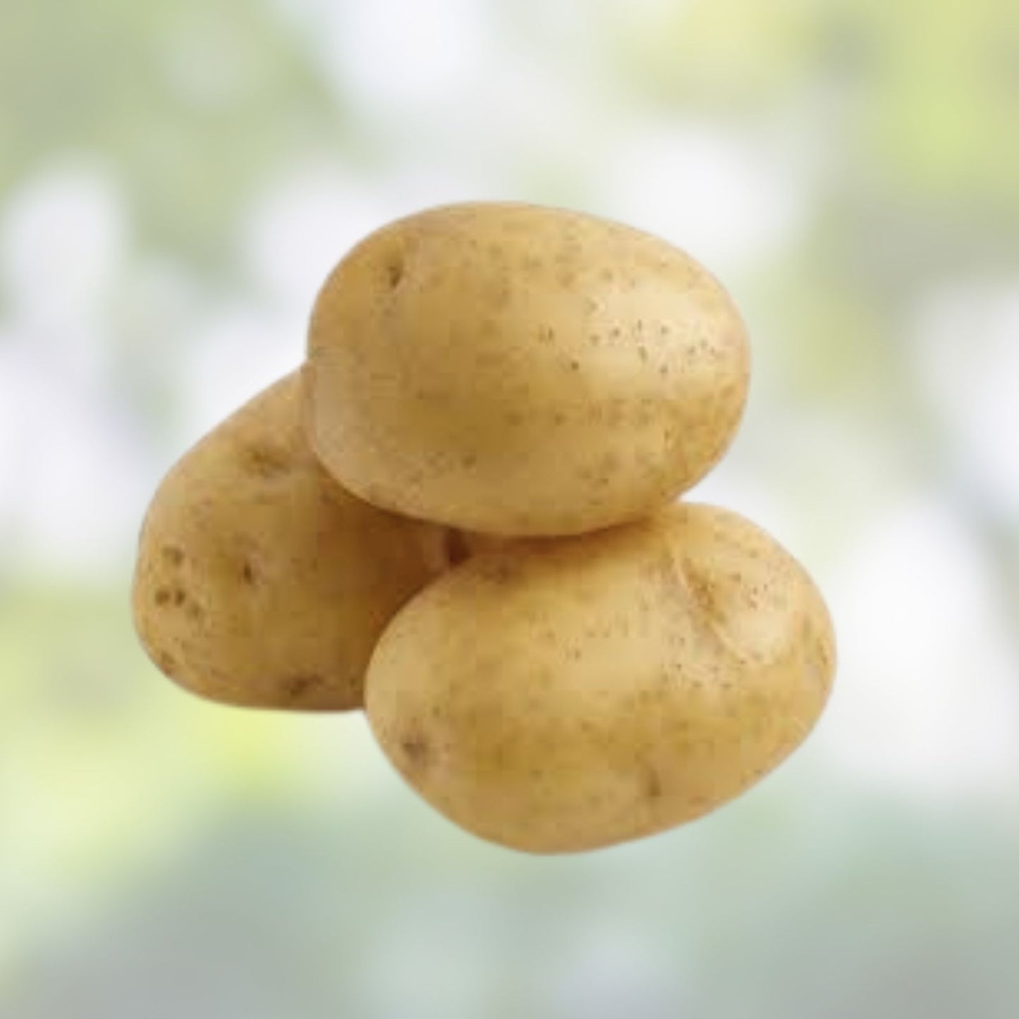 Yukon Gold Seed Potatoes for Planting - Organic Certified 1 lb - Solanum tuberosum - Early Maturity, Gourmet Quality