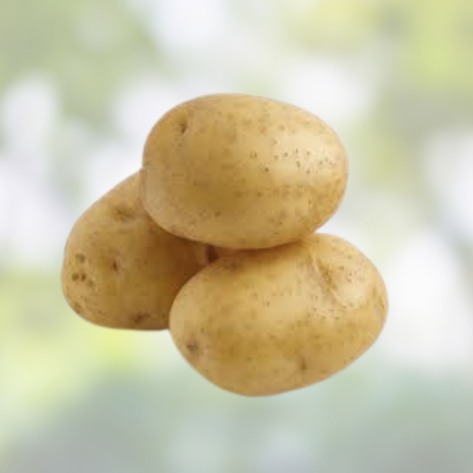 Yukon Gold Seed Potatoes for Planting - Organic Certified 1 lb - Solanum tuberosum - Early Maturity, Gourmet Quality