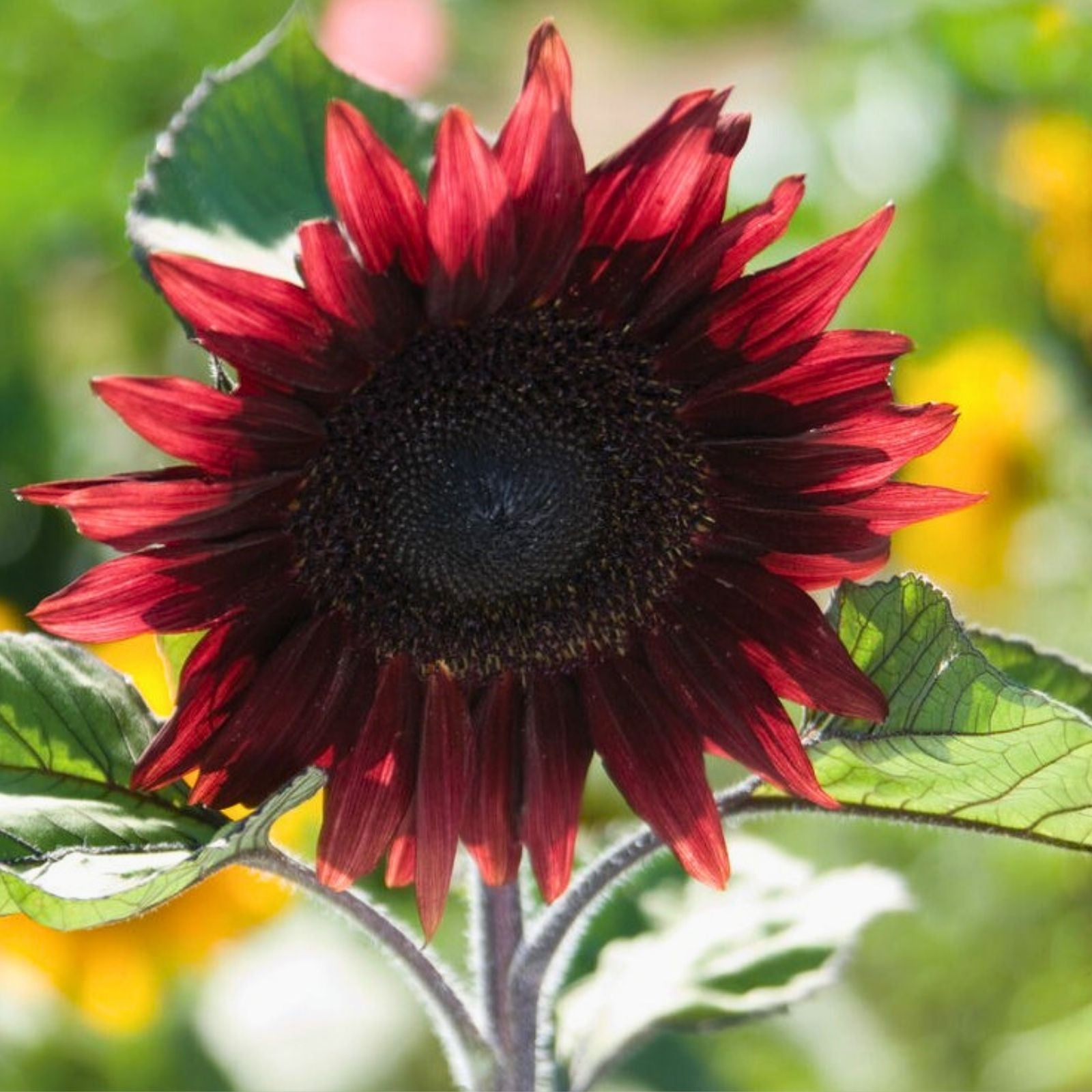 Red Sunflower Seeds 500 Count - Bright Red Blooms, Helianthus annuus, Garden Flower Seeds