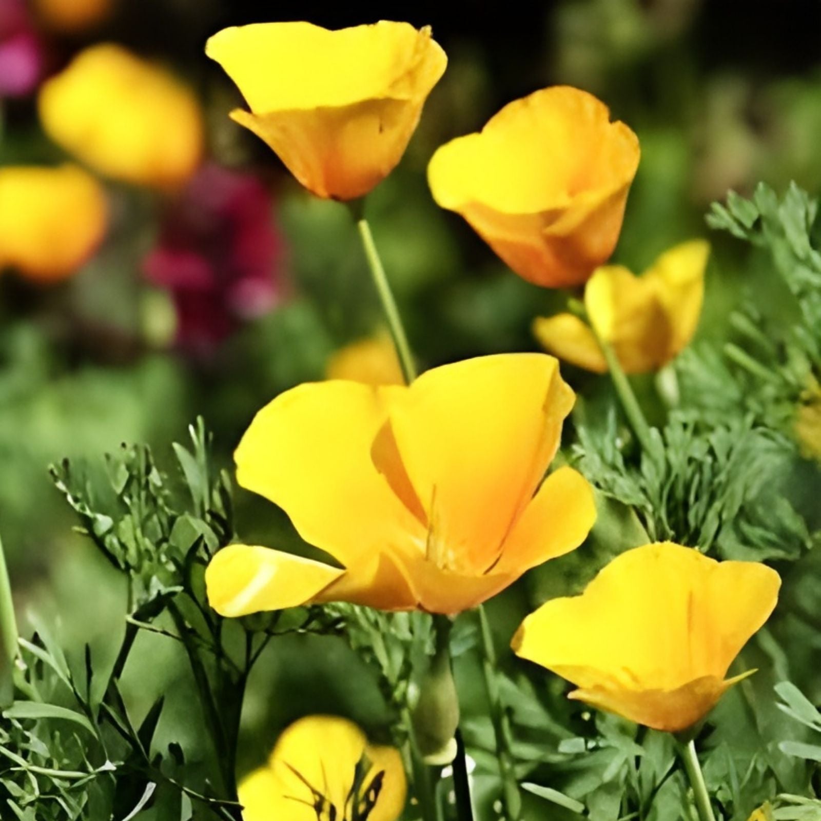 California Ballerina Poppy Mix Seeds - Organic 200 Pack, Papaver rhoeas, USA Grown, Free Shipping