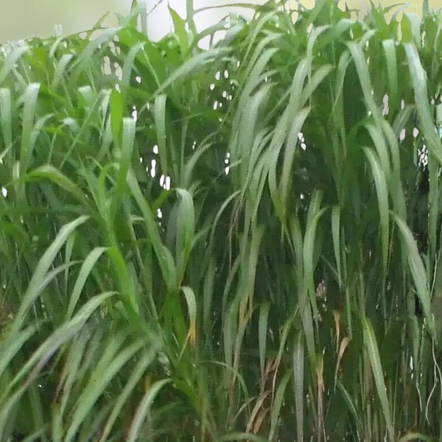 Giant Skyscraper Grass Seeds - 100 Seeds - Tallest Ornamental Miscanthus giganteus - Fast Growing Tall Grass for Landscaping